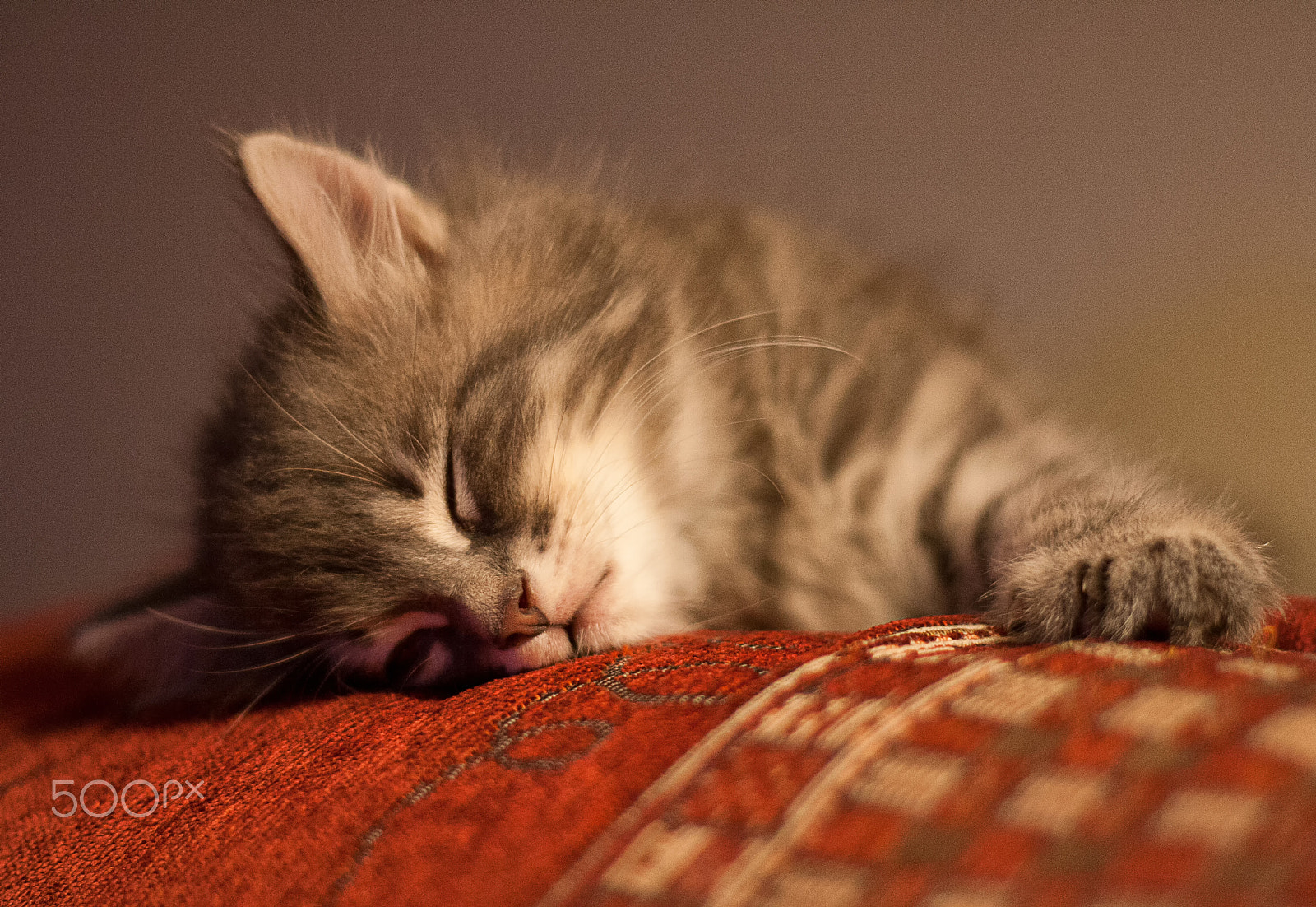 Canon EOS 1000D (EOS Digital Rebel XS / EOS Kiss F) sample photo. Afternoon nap photography