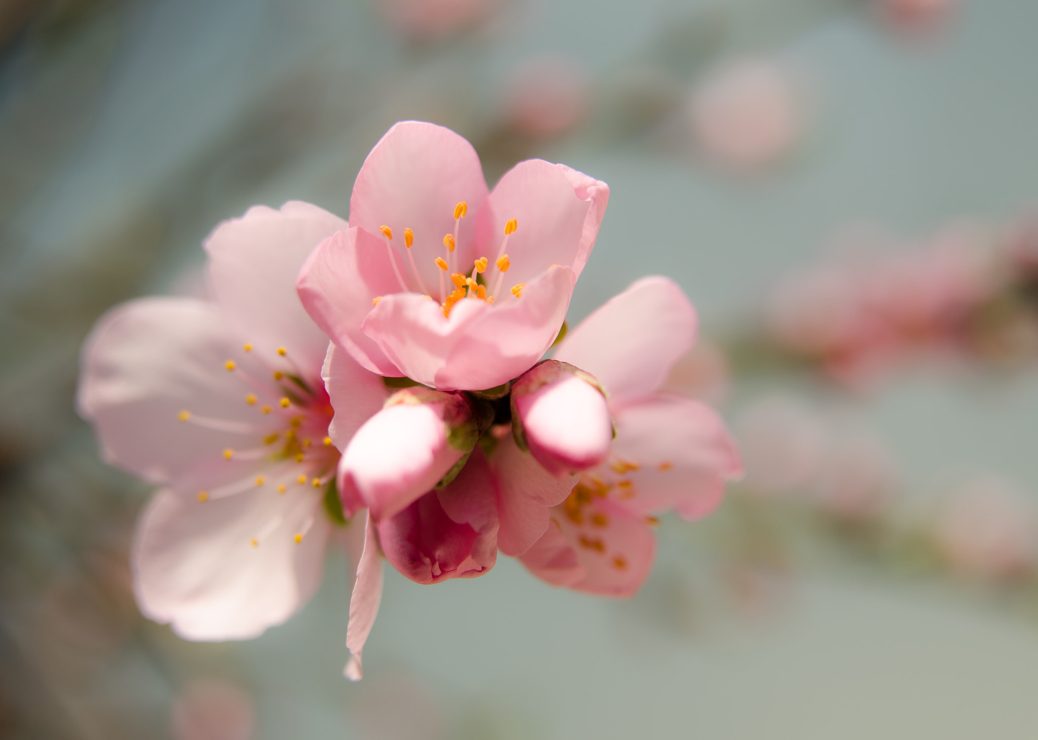 Nikon AF Nikkor 24-85mm F2.8-4D IF sample photo. Mandelbaumblumen photography