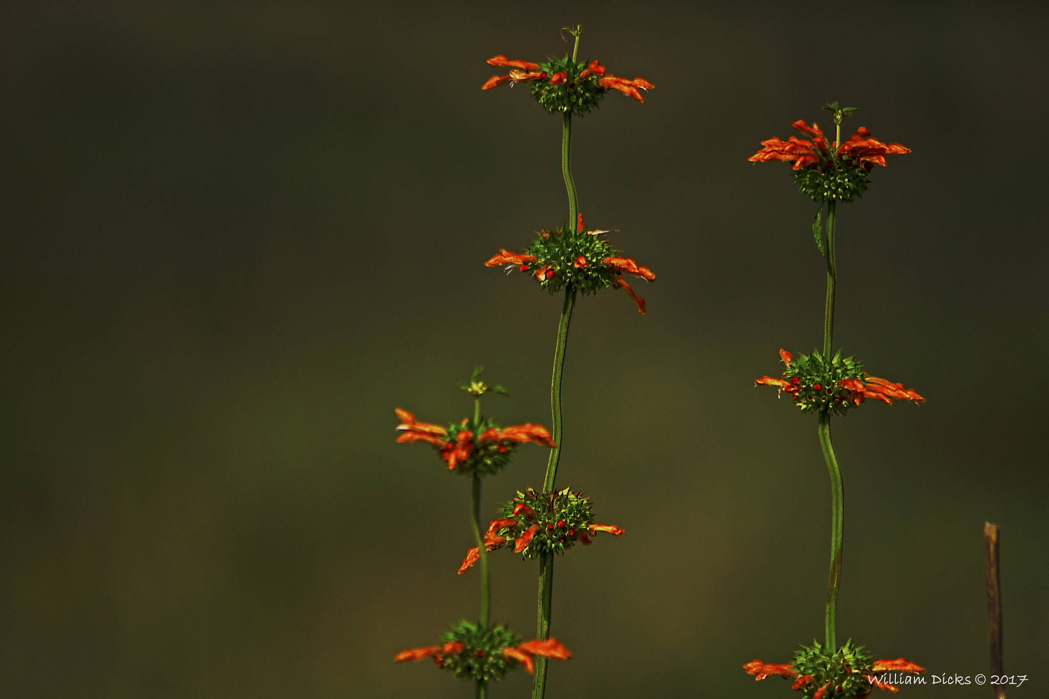 Sigma 150-500mm F5-6.3 DG OS HSM sample photo. Weeds flowering photography