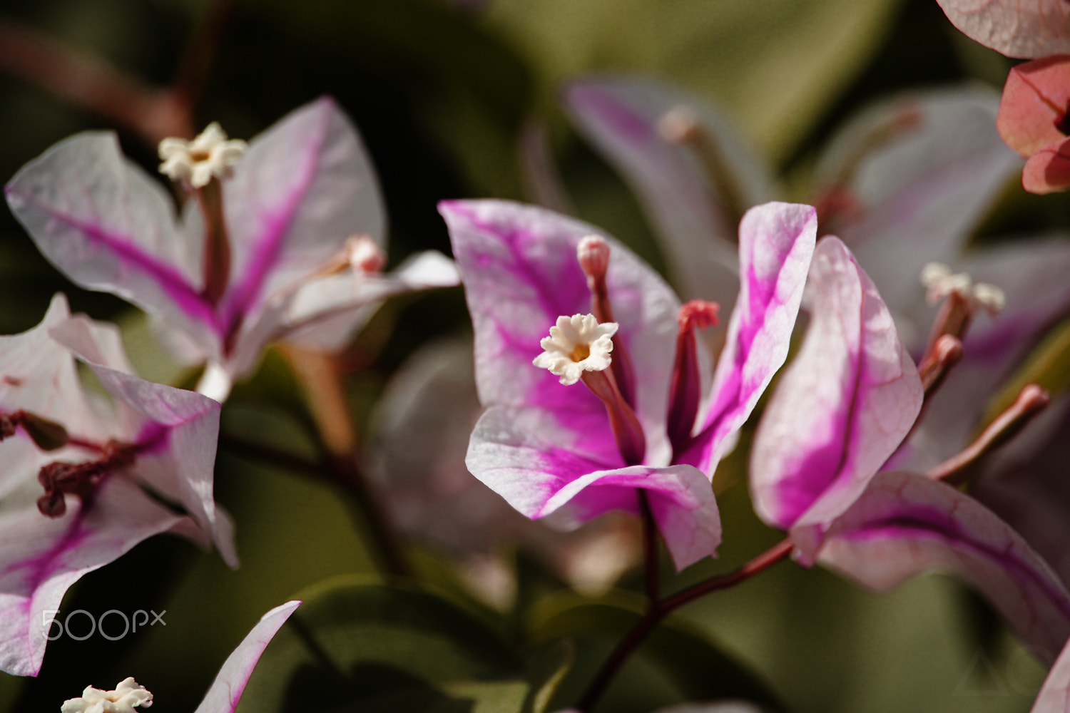 Canon EF-S 55-250mm F4-5.6 IS STM sample photo. Pistil photography