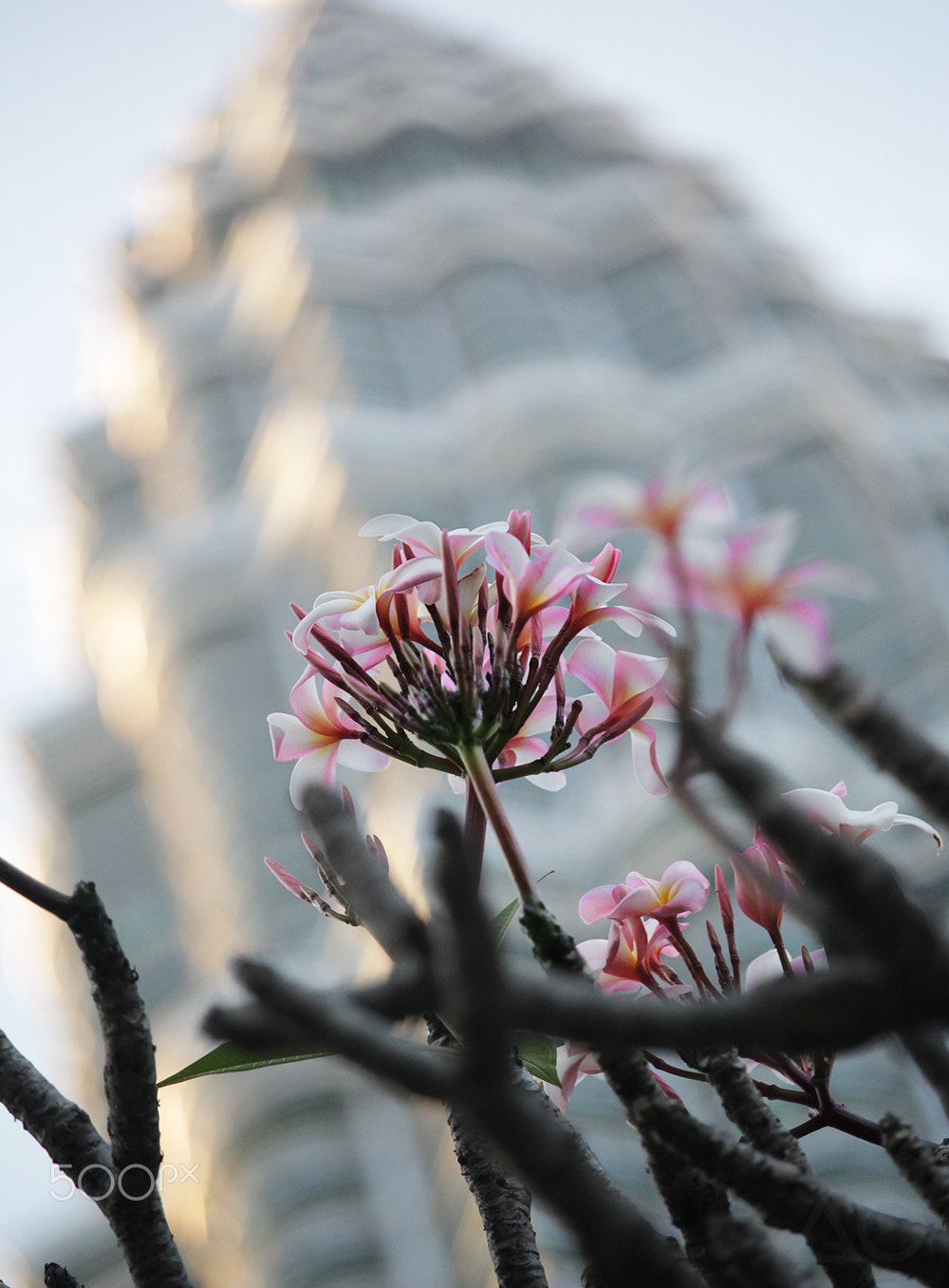 Canon EOS 600D (Rebel EOS T3i / EOS Kiss X5) + Canon EF-S 55-250mm F4-5.6 IS STM sample photo. Plumeria and klcc photography