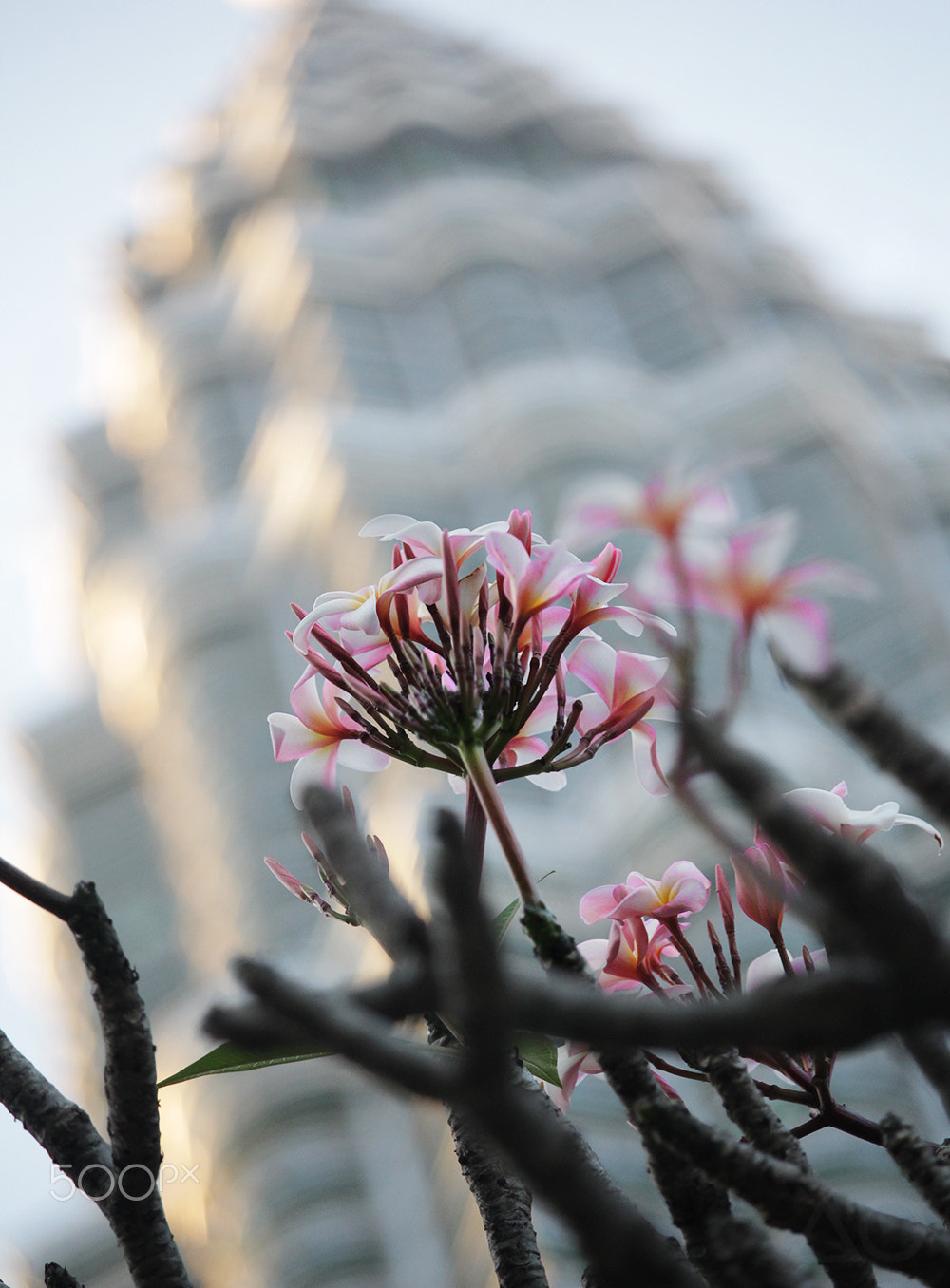 Canon EF-S 55-250mm F4-5.6 IS STM sample photo. Plumeria and klcc photography