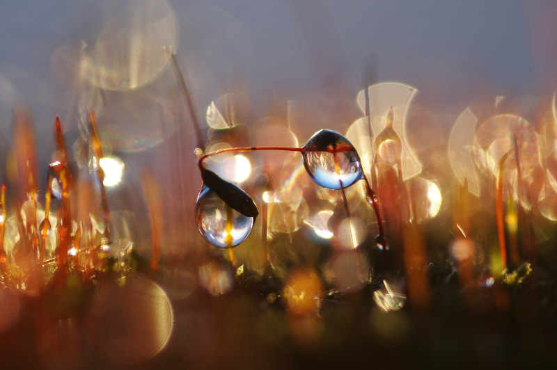 Sigma sample photo. Morning iridescent photography