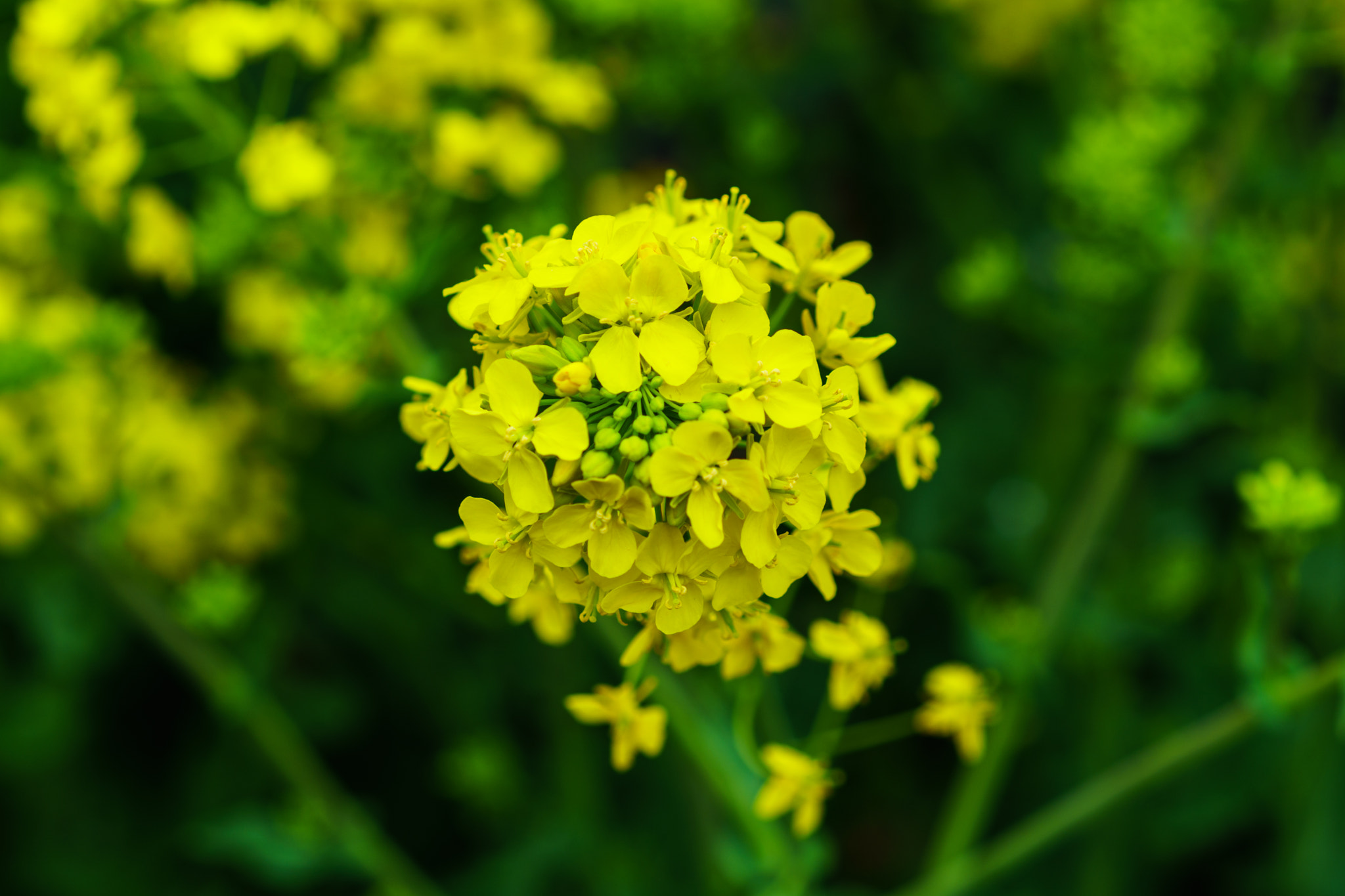 Sony a6500 + Sony Sonnar T* FE 55mm F1.8 ZA sample photo. Kyoto arashiyama flower photography