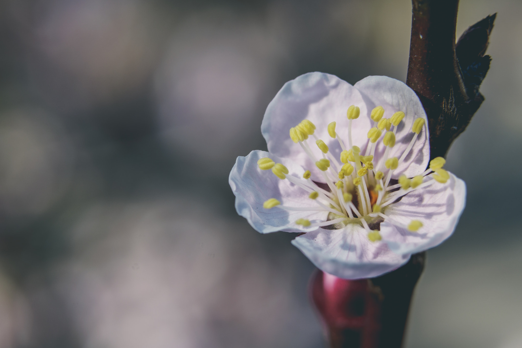 Sony a6500 sample photo. Kogane park plum flower photography