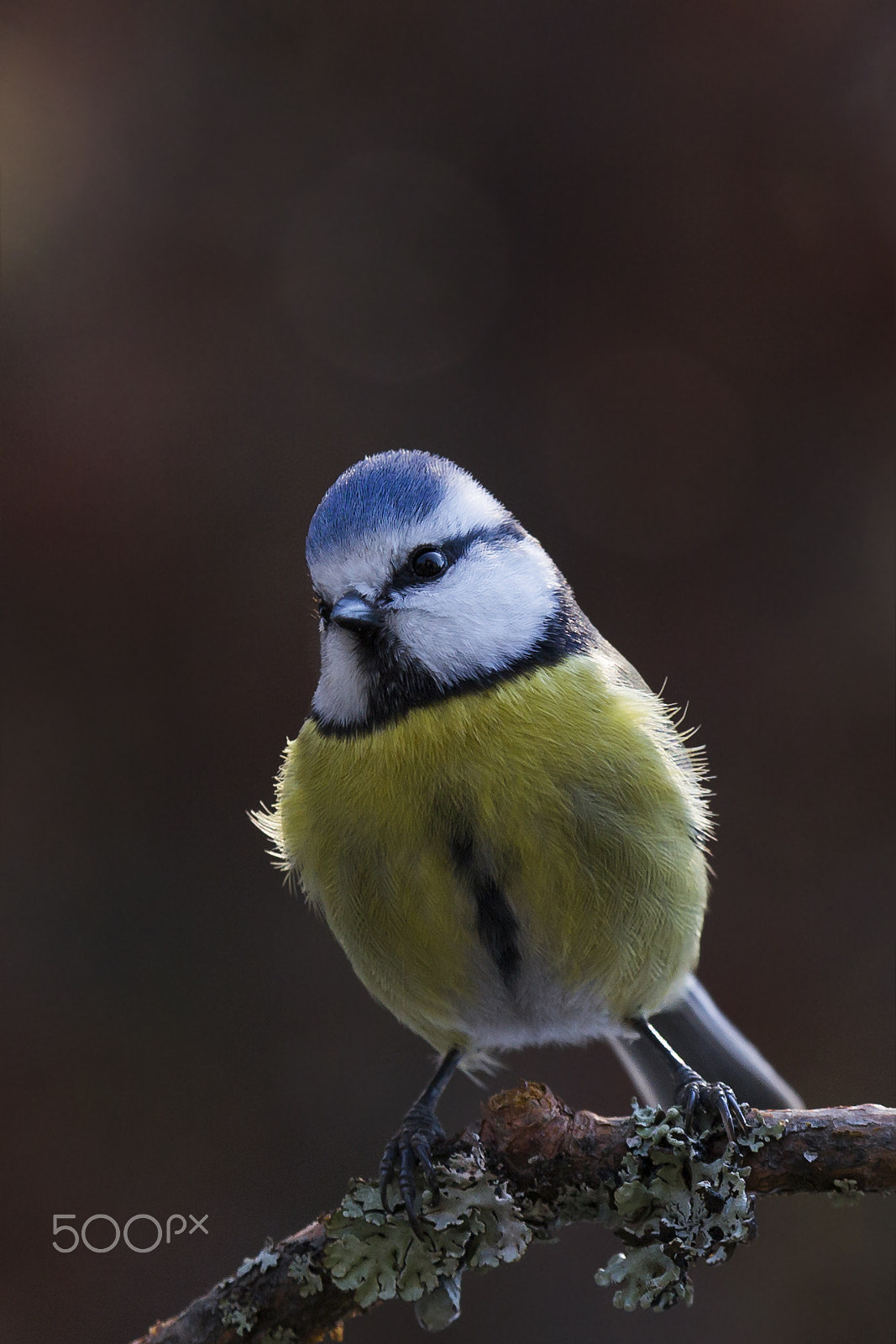 Sigma 70-200mm F2.8 EX DG OS HSM sample photo. Sinitiainen blue tit photography