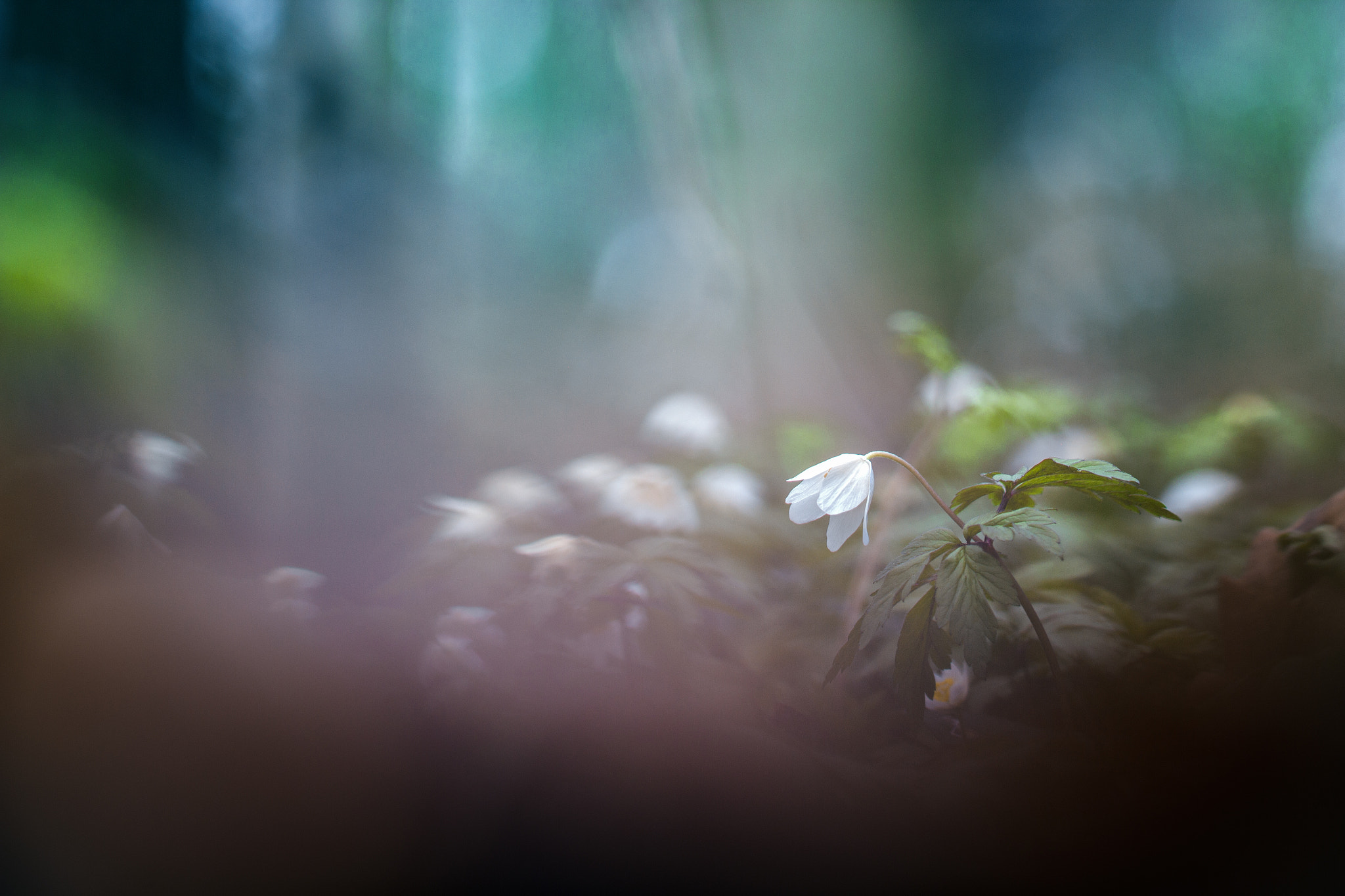 Canon EF 100mm F2.8L Macro IS USM sample photo. Anémone photography
