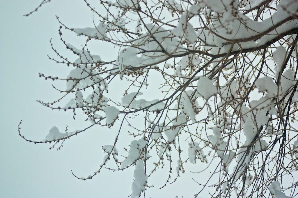 EF75-300mm f/4-5.6 sample photo. Snow covered photography