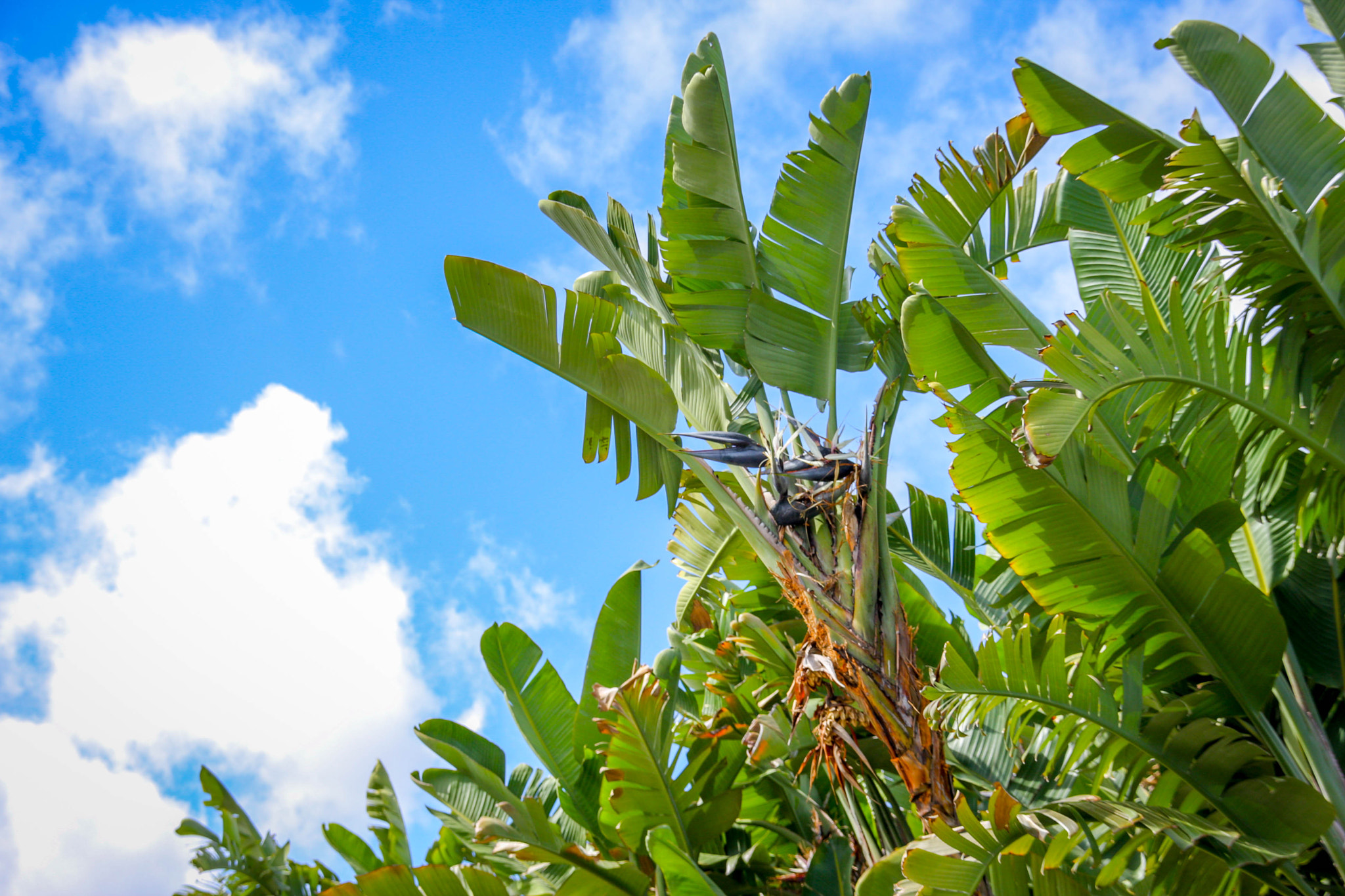 Sigma 18-200mm f/3.5-6.3 DC OS sample photo. Cocunutes photography