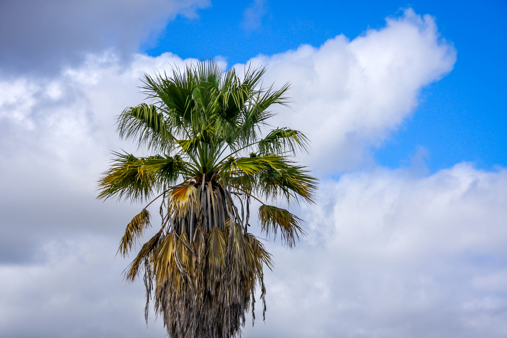 Sigma 18-200mm f/3.5-6.3 DC OS sample photo. Planeiro photography