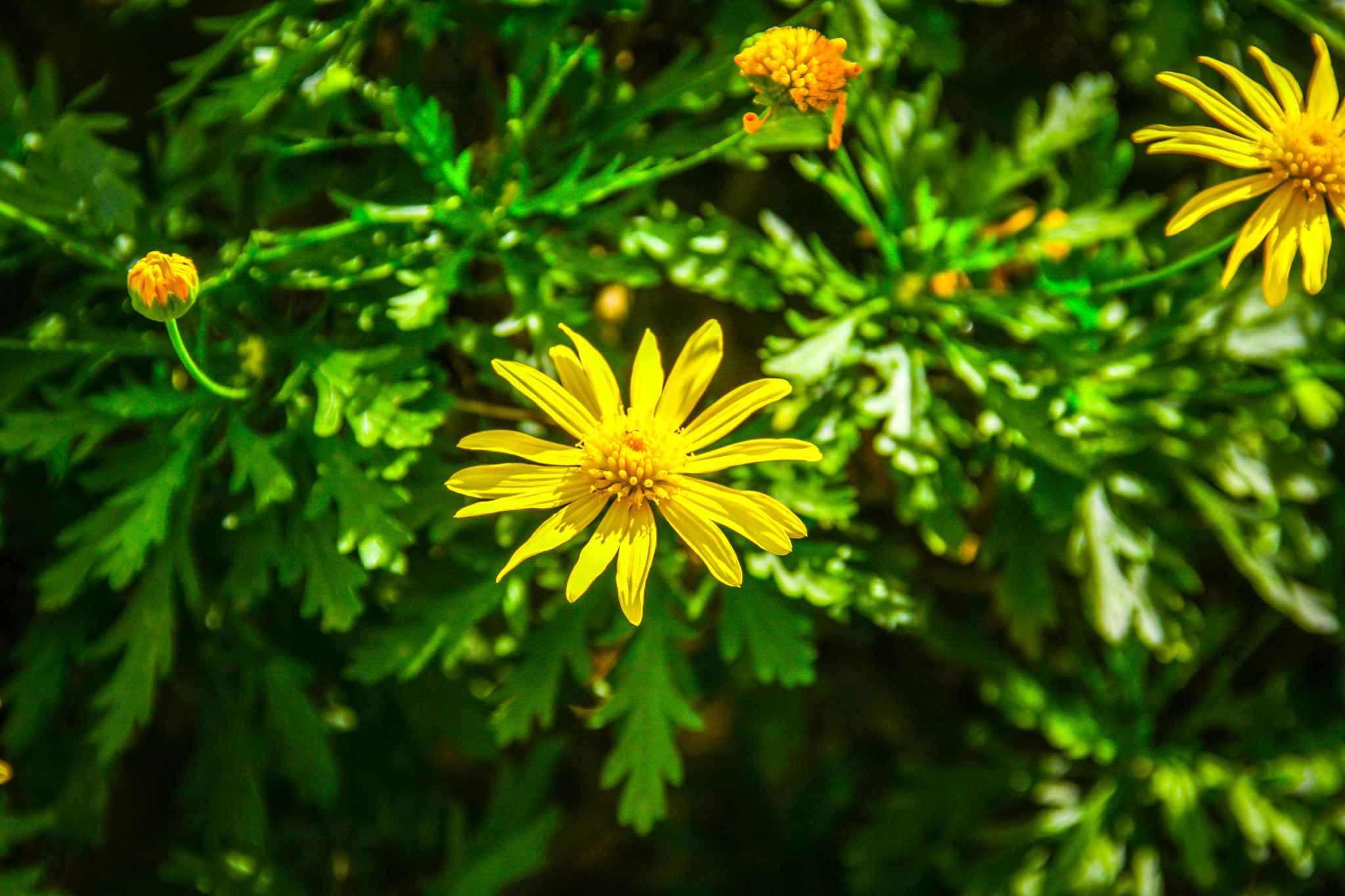 Canon EOS 40D sample photo. Flower photography