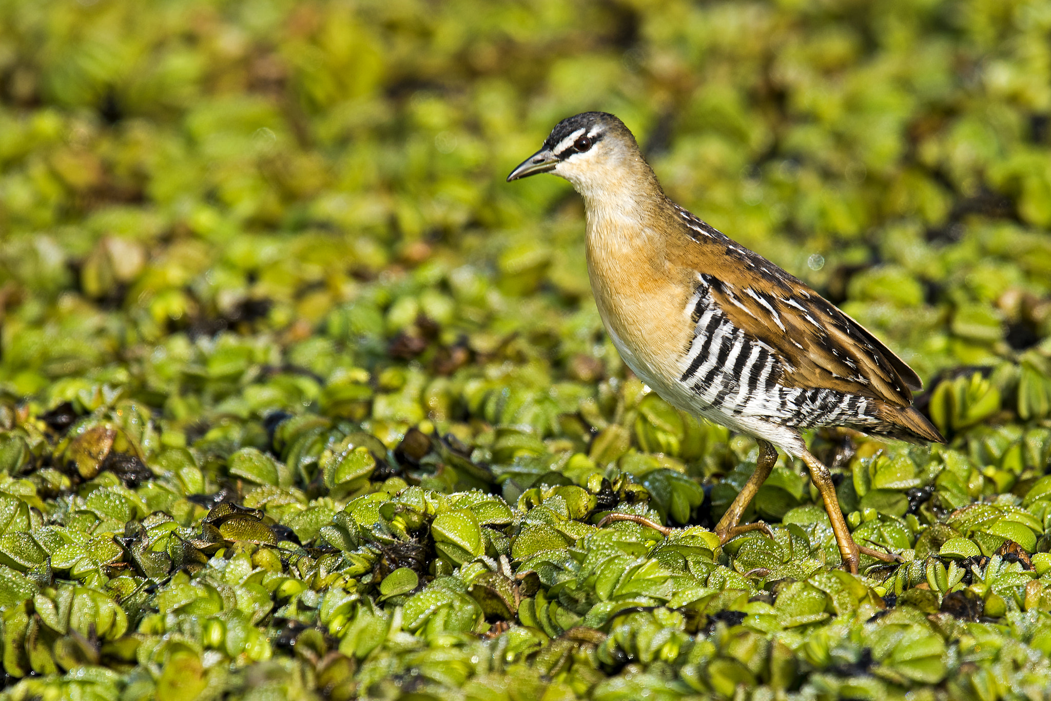 Nikon Nikkor AF-S 300mm F4E PF ED VR sample photo. Yellow-breasted crake photography