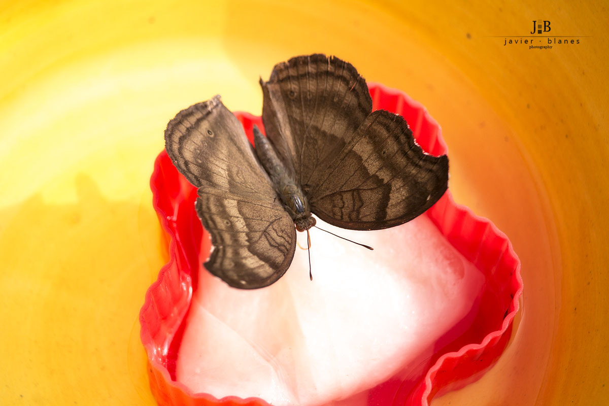 Canon EF-S 55-250mm F4-5.6 IS STM sample photo. Butterfly photography