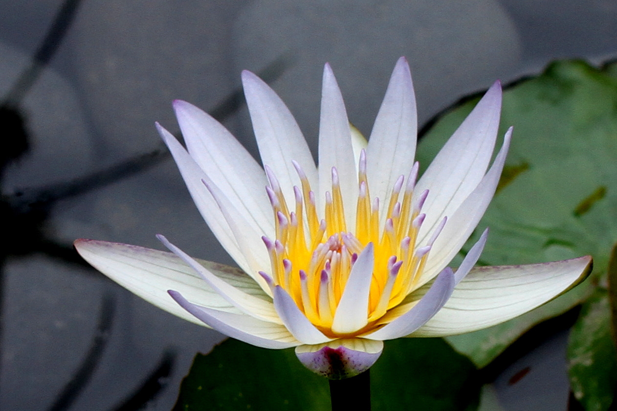 Canon EOS 7D + Tamron SP AF 60mm F2 Di II LD IF Macro sample photo. White lotus blossom photography