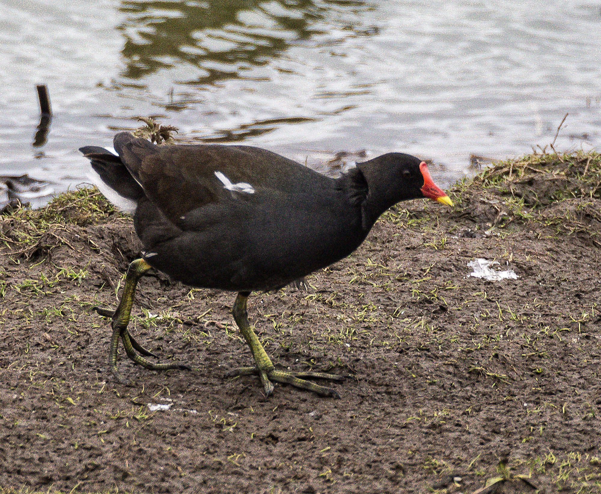 Olympus OM-D E-M5 sample photo. Moorhen photography