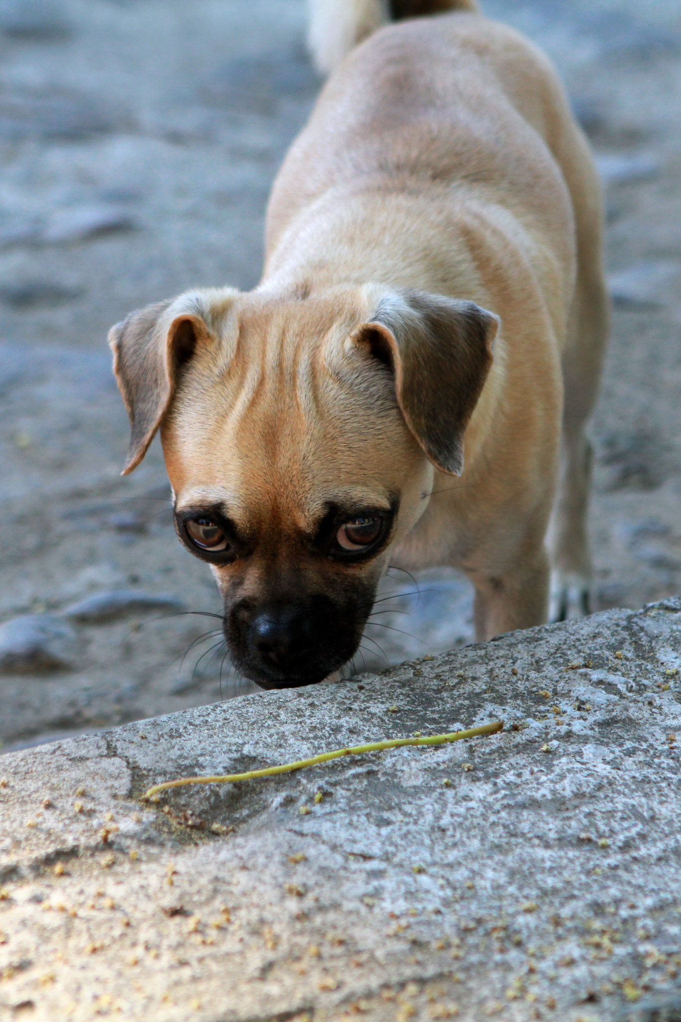 Canon EOS 60D sample photo. Stray pup in mexico. photography