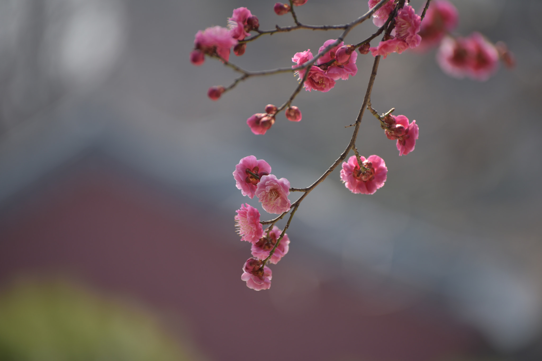 Nikon D810 sample photo