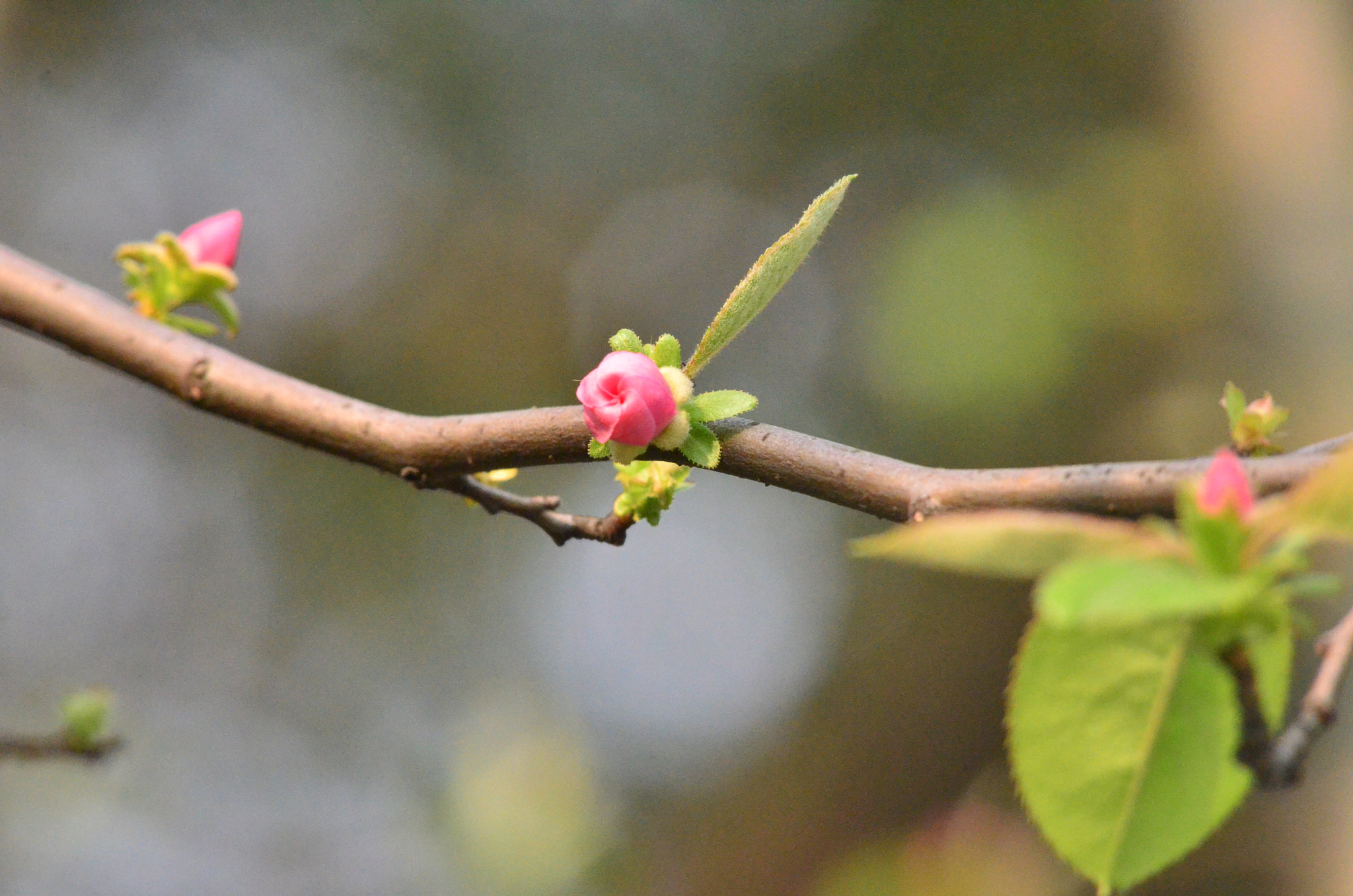 Nikon AF-Nikkor 80-200mm F2.8D ED sample photo