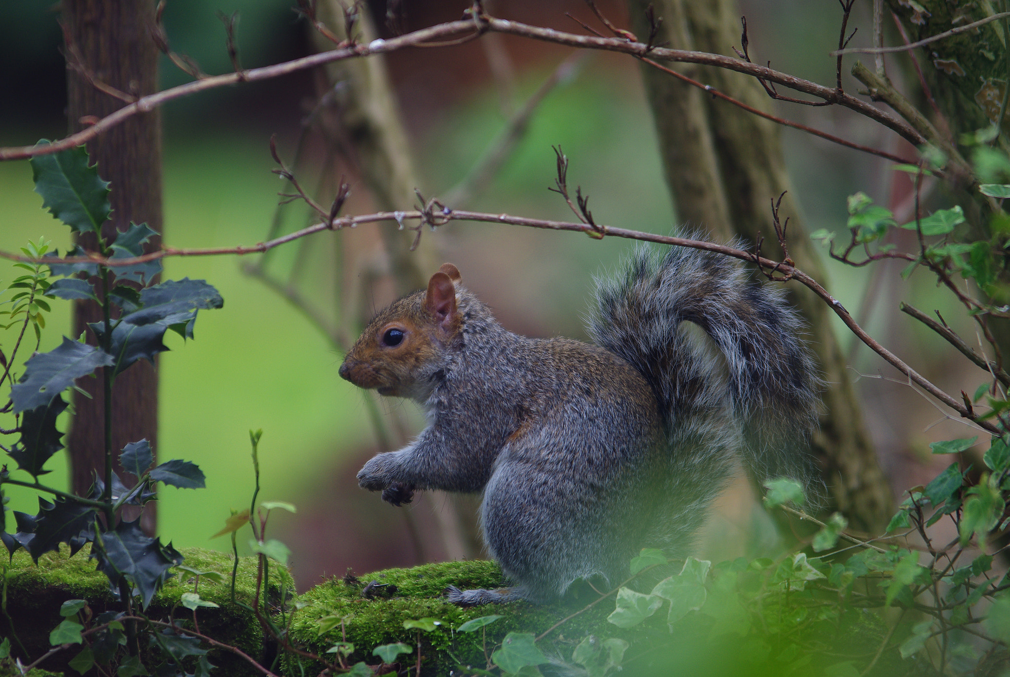 Pentax K-5 sample photo. The food thief photography
