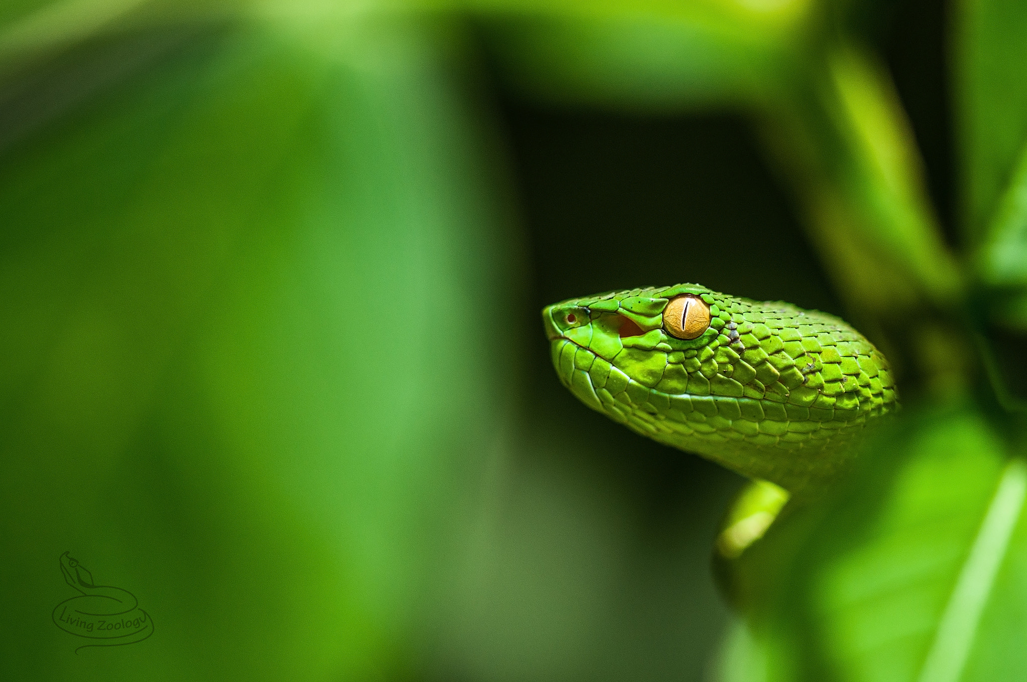 Sigma 105mm F2.8 EX DG OS HSM sample photo. Vogel’s pit viper (viridovipera vogeli) photography