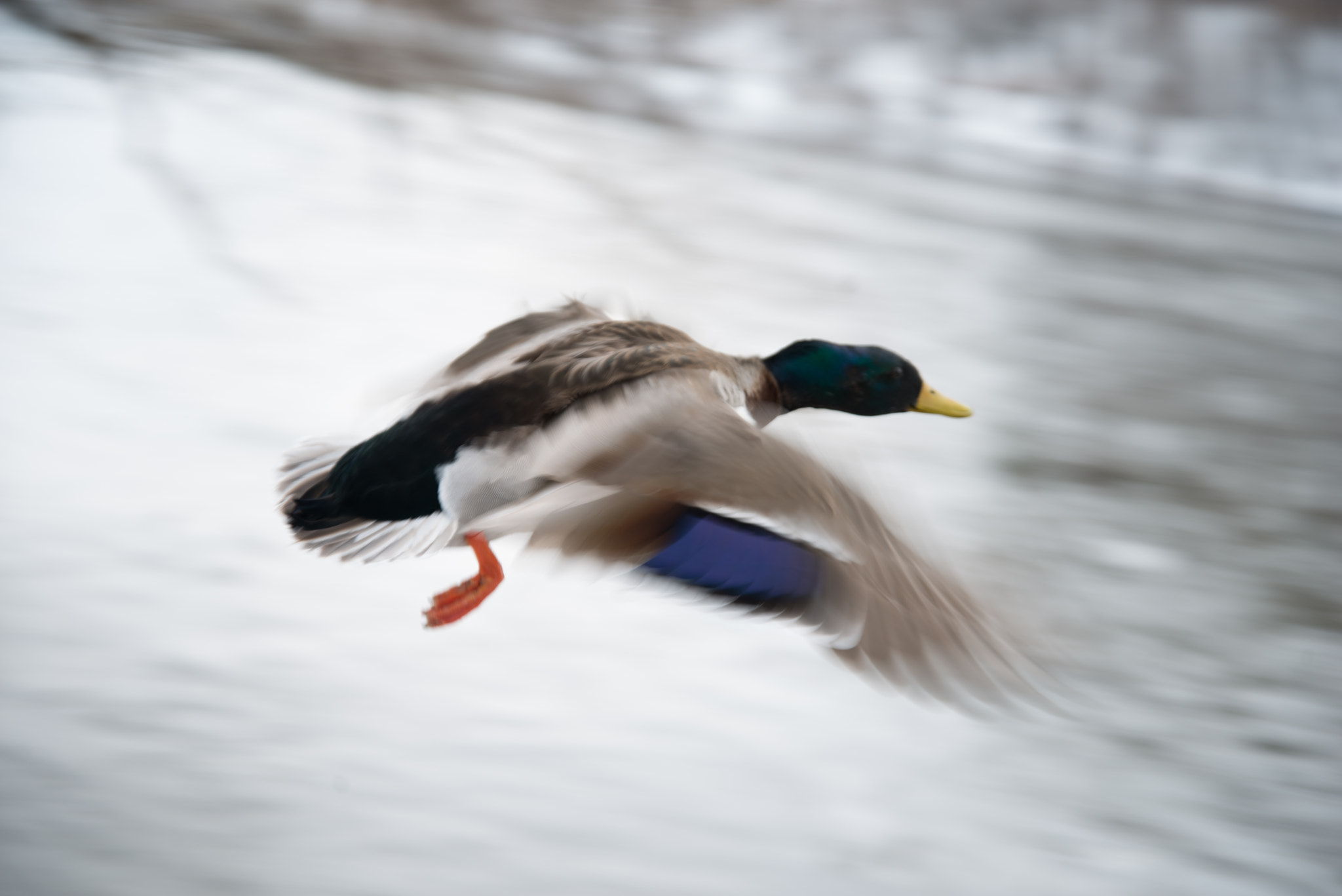 Nikon D800E sample photo. Flurry of motion photography