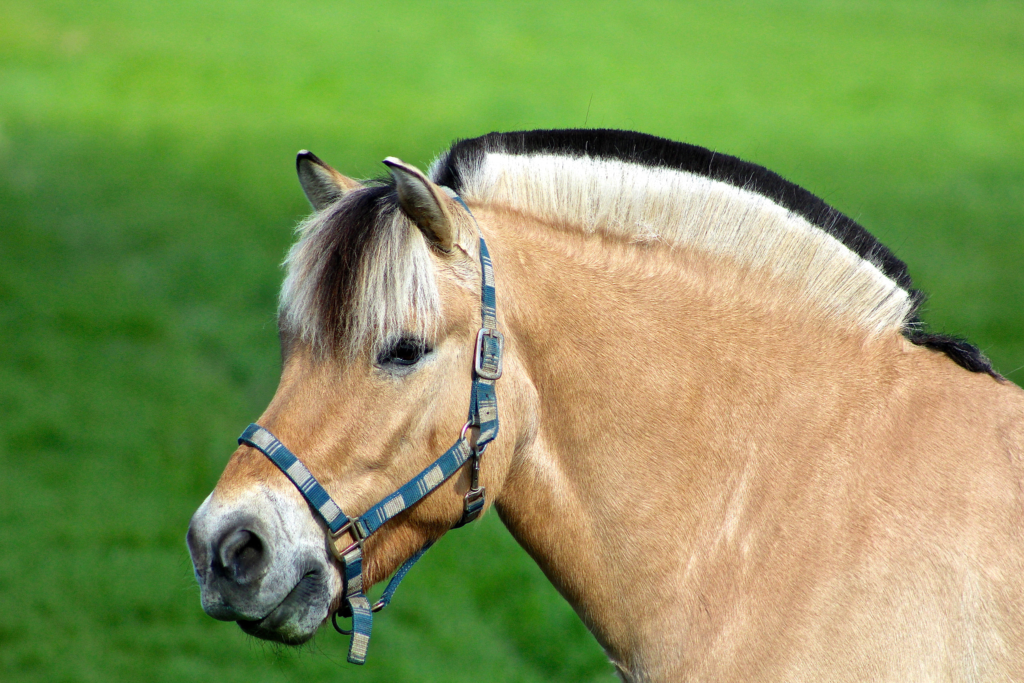 Canon EOS 1200D (EOS Rebel T5 / EOS Kiss X70 / EOS Hi) + EF75-300mm f/4-5.6 sample photo. A horse ! photography