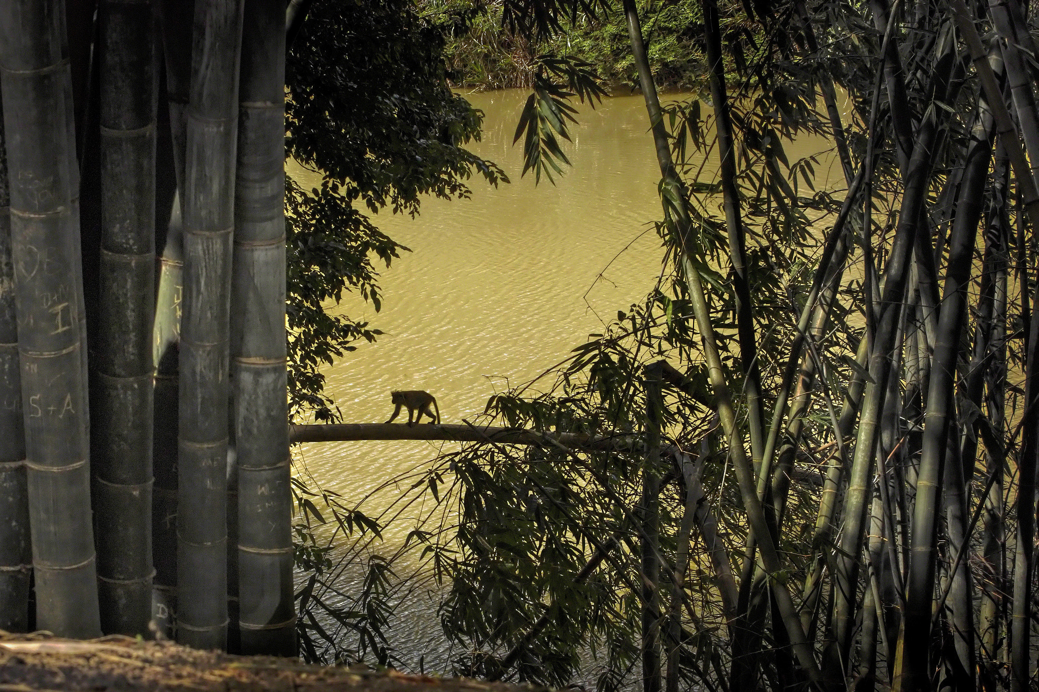 Canon EOS M5 + Canon EF 70-200mm F4L USM sample photo. Giant bamboo of burma. photography