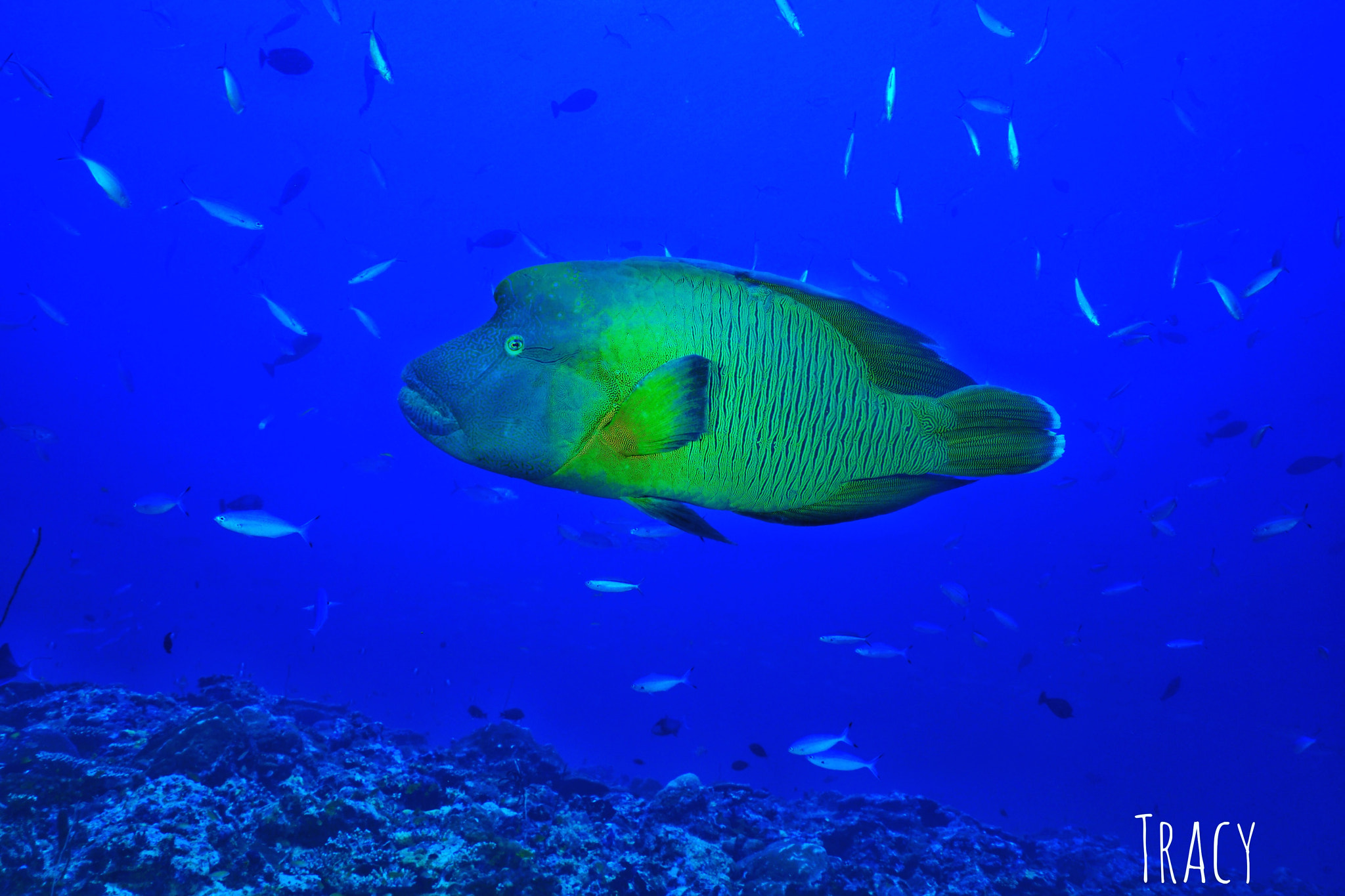 Sony a7R II + Sony Vario-Tessar T* FE 16-35mm F4 ZA OSS sample photo. Napoleon in maldives photography