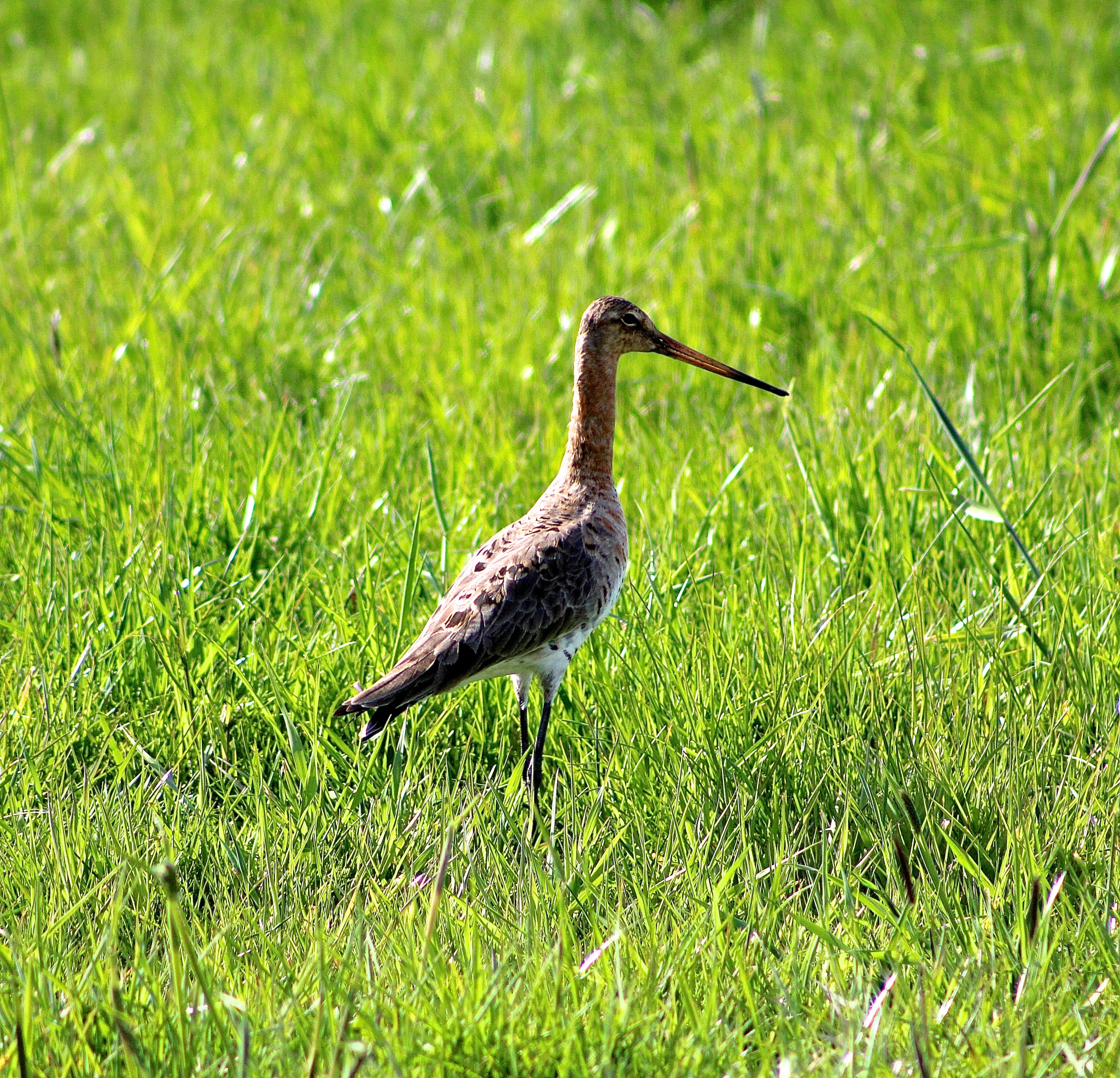 EF75-300mm f/4-5.6 sample photo. Grutto ! photography