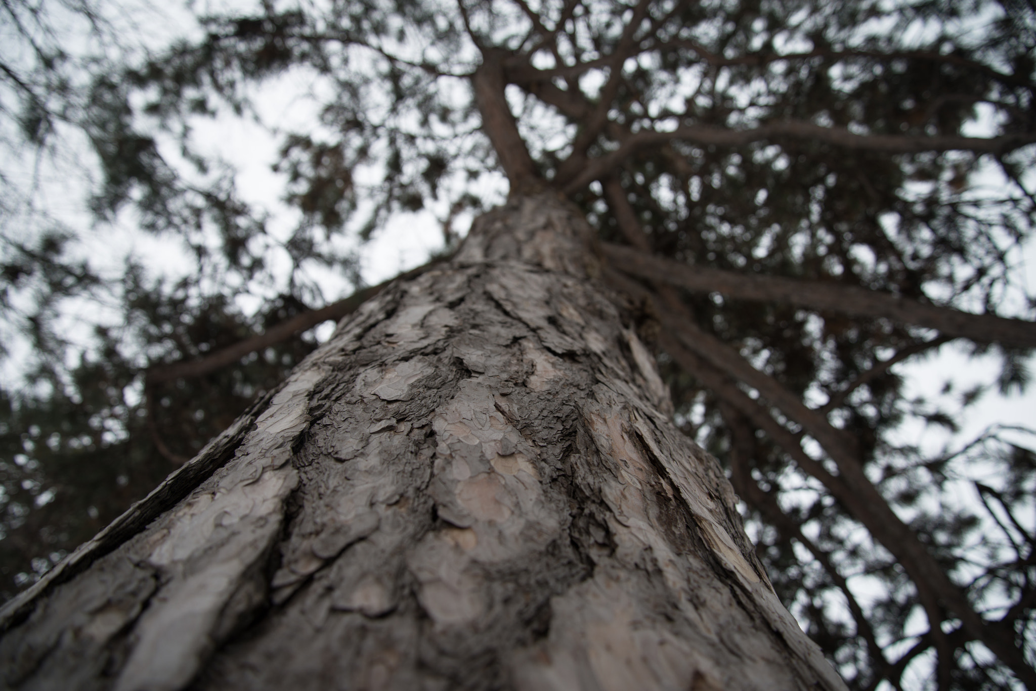 Nikon D800E sample photo. Looking up photography