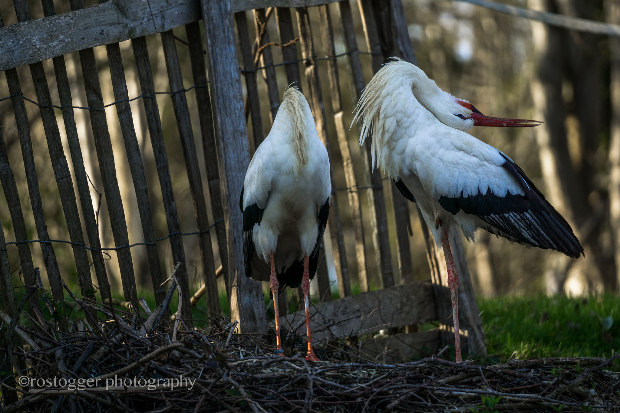 Sony FE 70-200mm F2.8 GM OSS sample photo