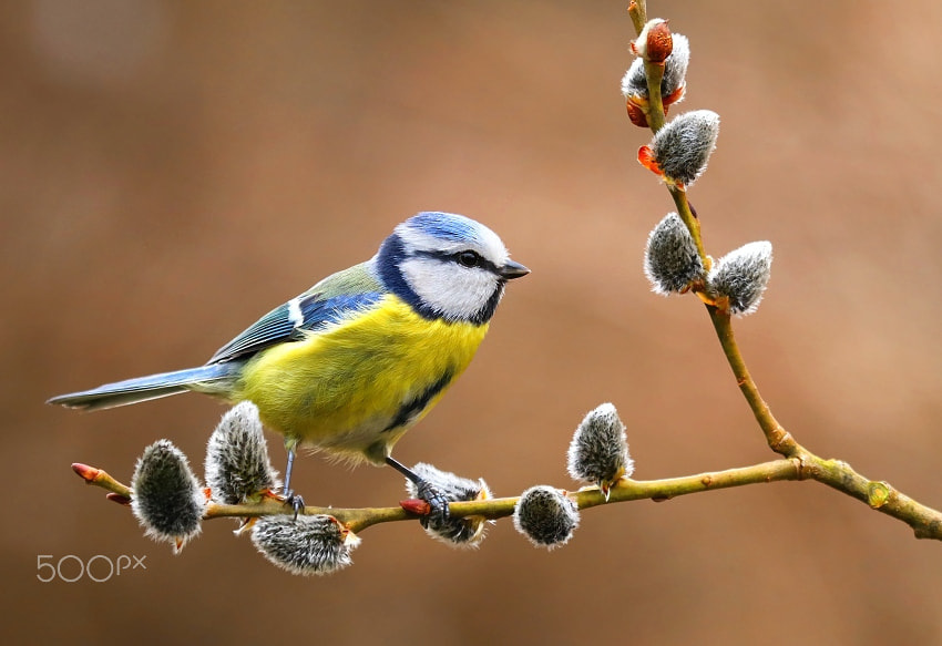 Canon EF 100-400mm F4.5-5.6L IS USM sample photo. Blue tit during spring time photography