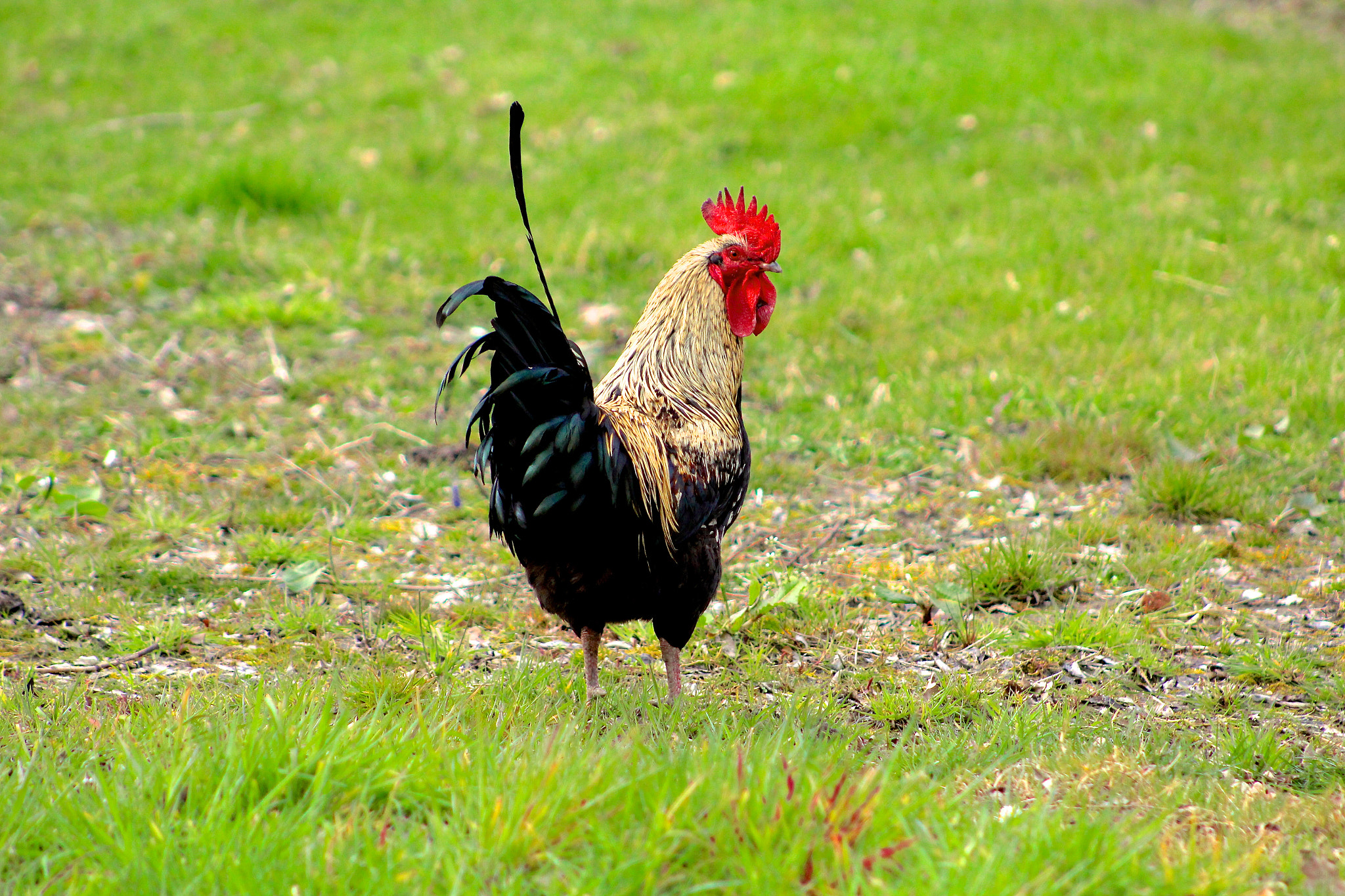 EF75-300mm f/4-5.6 sample photo. De haan ! photography