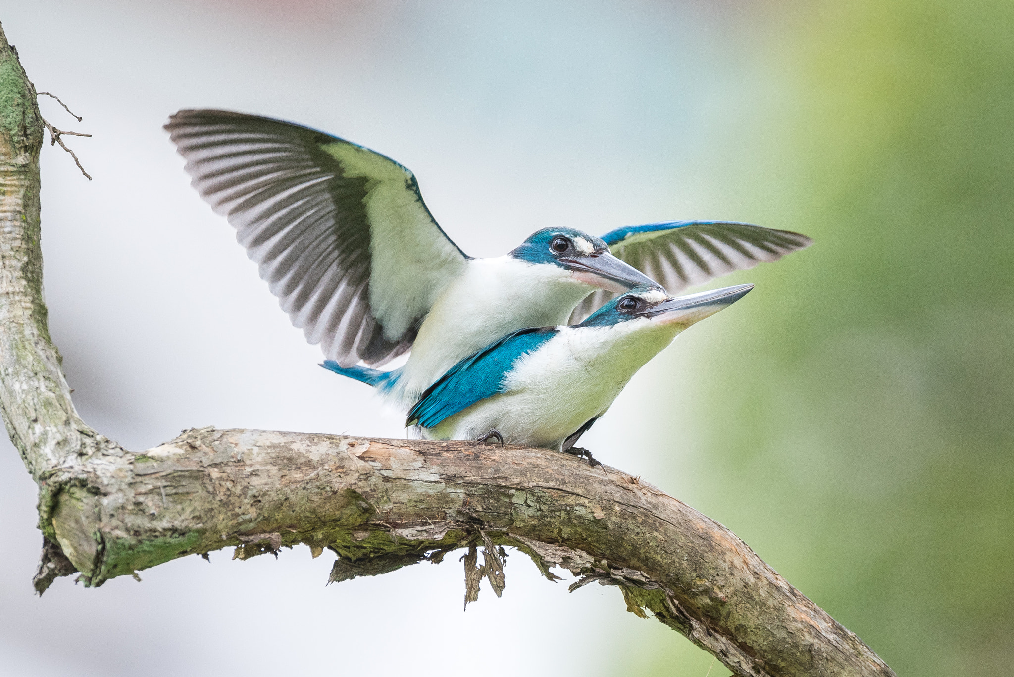 Nikon AF-S Nikkor 600mm F4E FL ED VR sample photo. Collared kingfishers mating photography