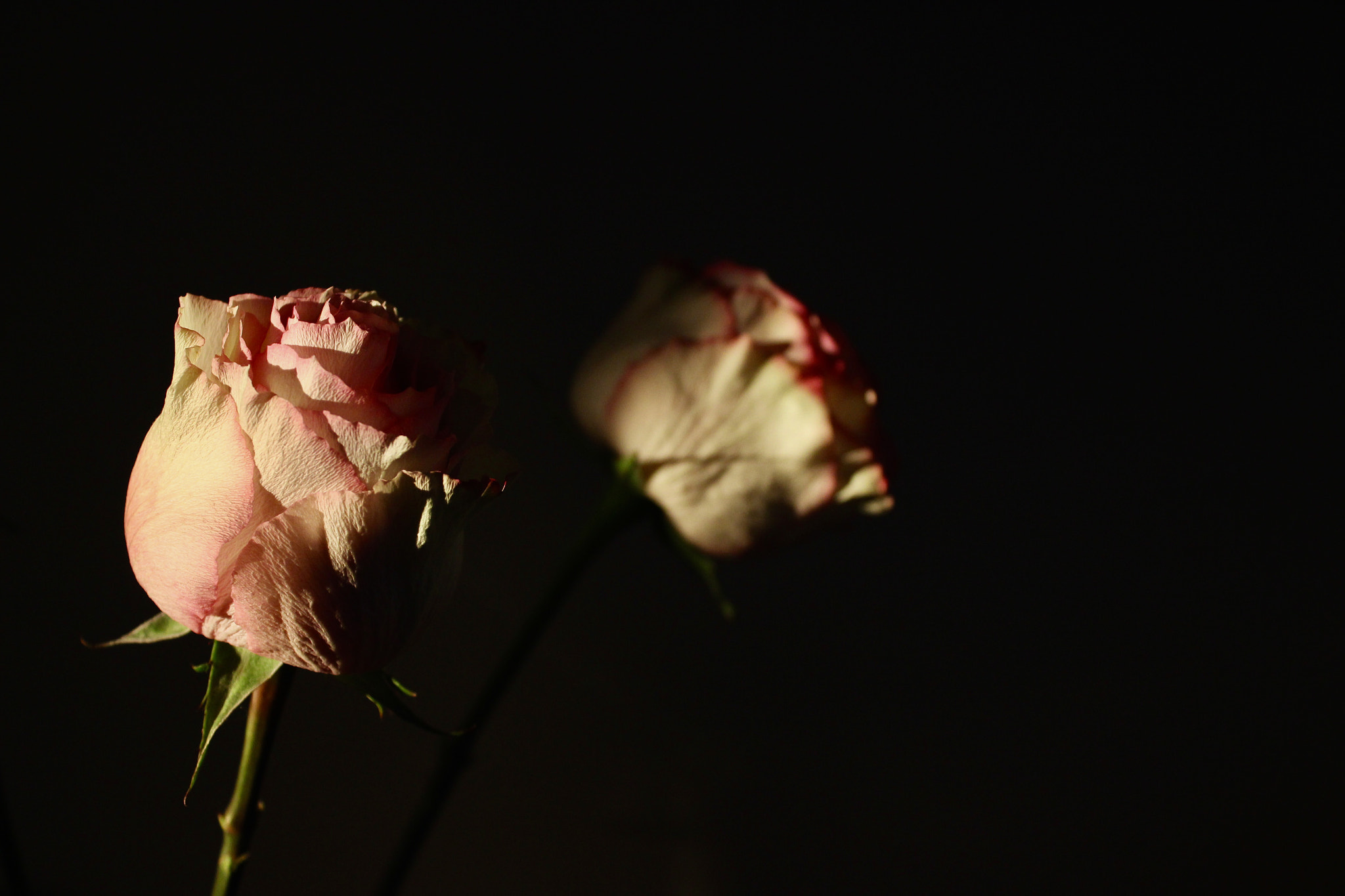 Canon EF-S 18-55mm F3.5-5.6 IS sample photo. Printemps photography