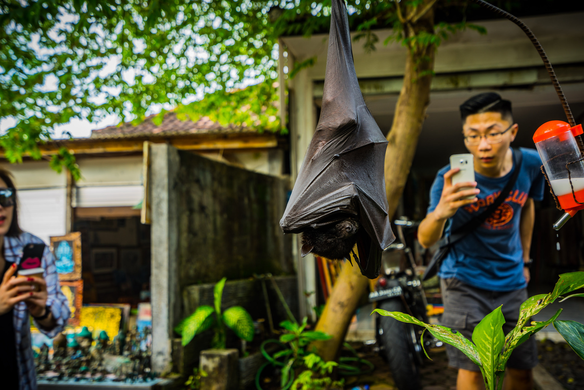 Sony a7R sample photo. Bat at tanah lot at luwak coffee place photography