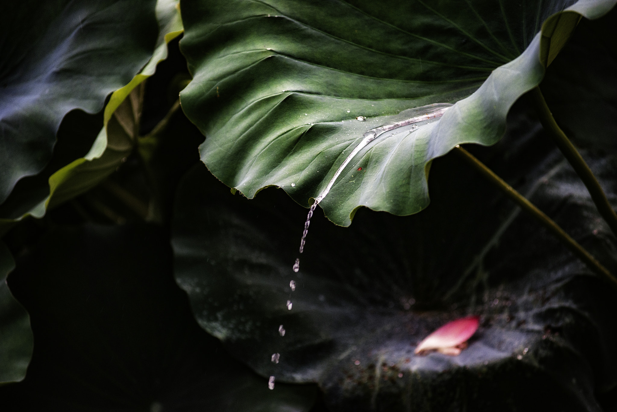 Nikon AF-Nikkor 80-200mm F2.8D ED sample photo. 雨荷 photography