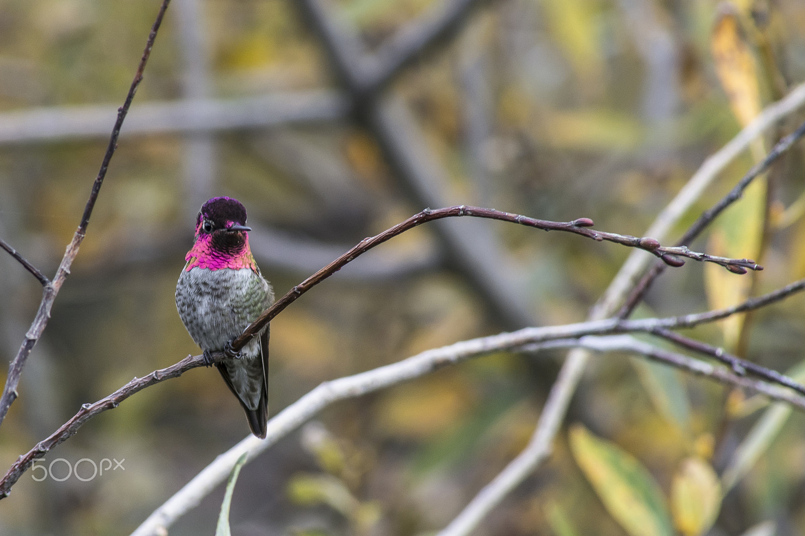 Sony 75-300mm F4.5-5.6 sample photo. Ruby throated hummingbird photography