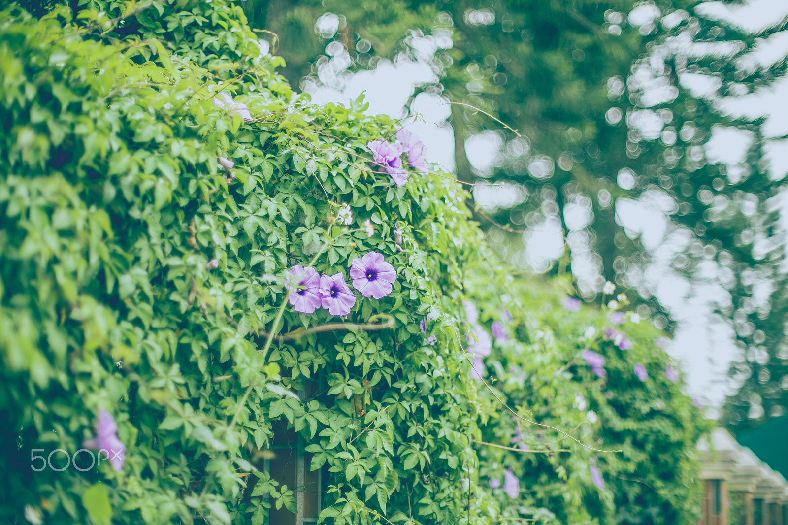 Canon EF 28-70mm f/3.5-4.5 sample photo. Green wall photography