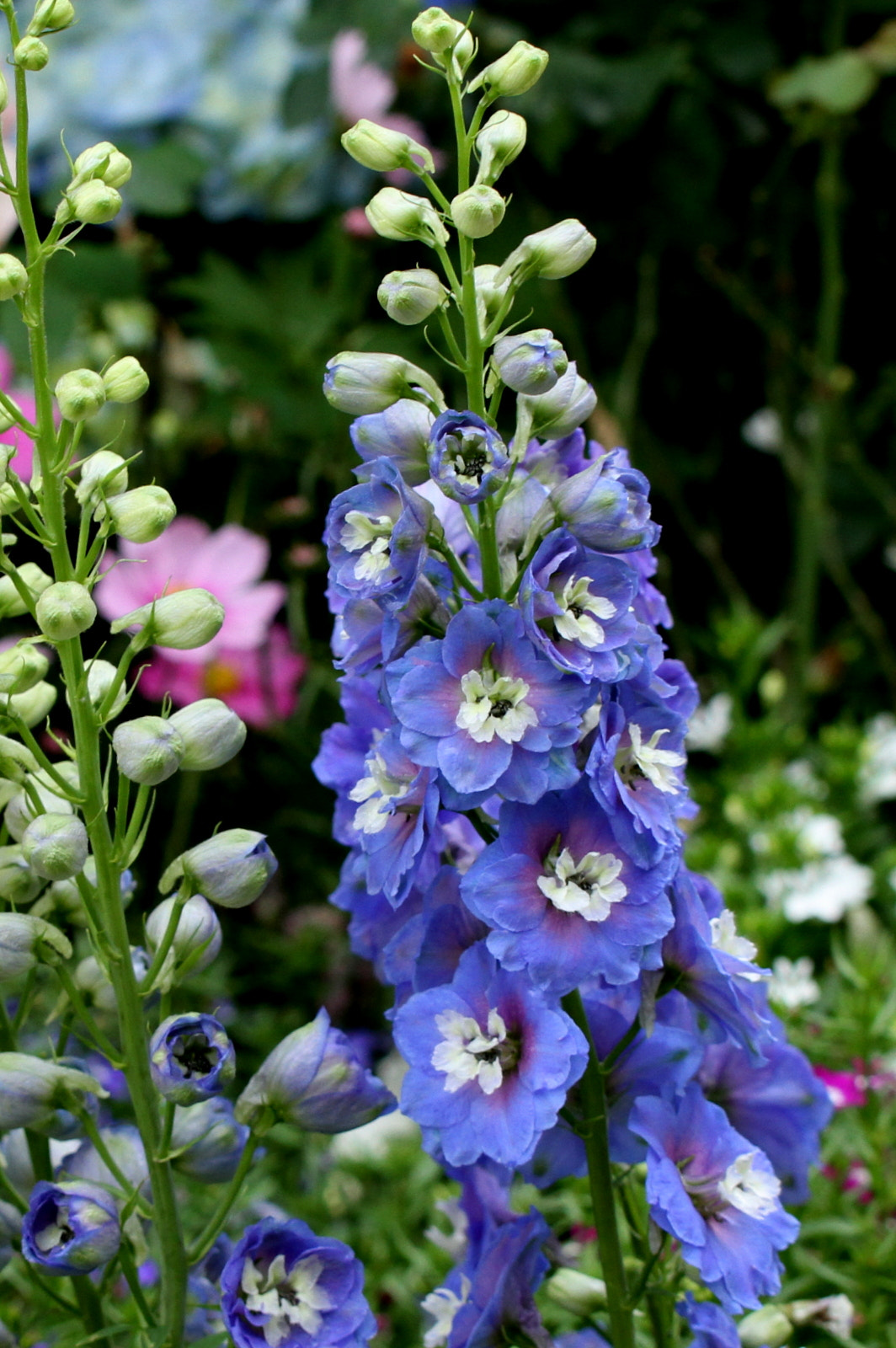 Tamron SP AF 60mm F2 Di II LD IF Macro sample photo. Blue flowers photography