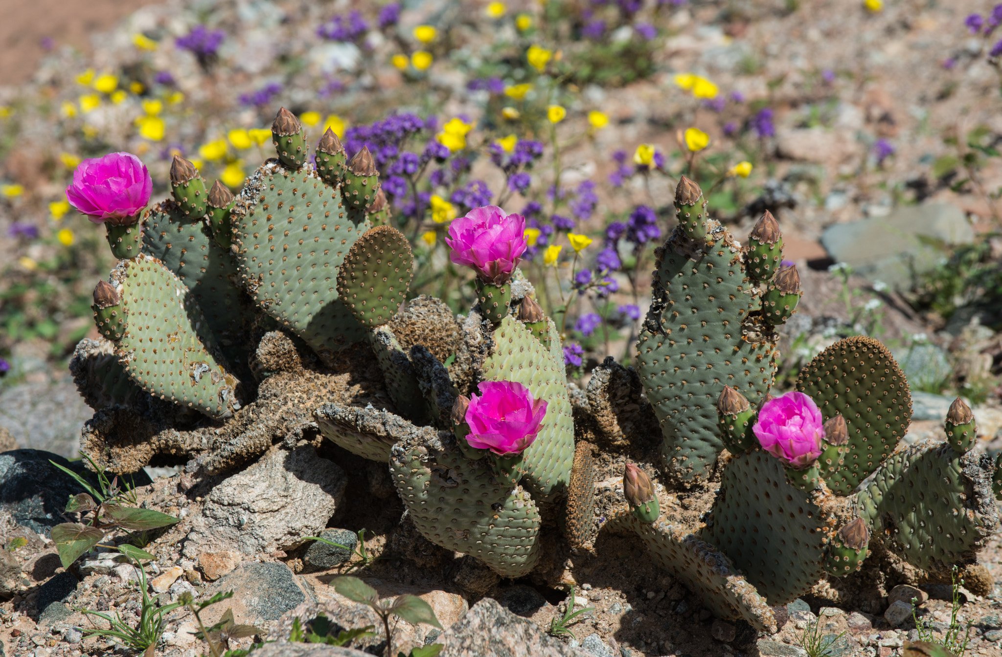 Nikon D800 sample photo. Desert blooms photography