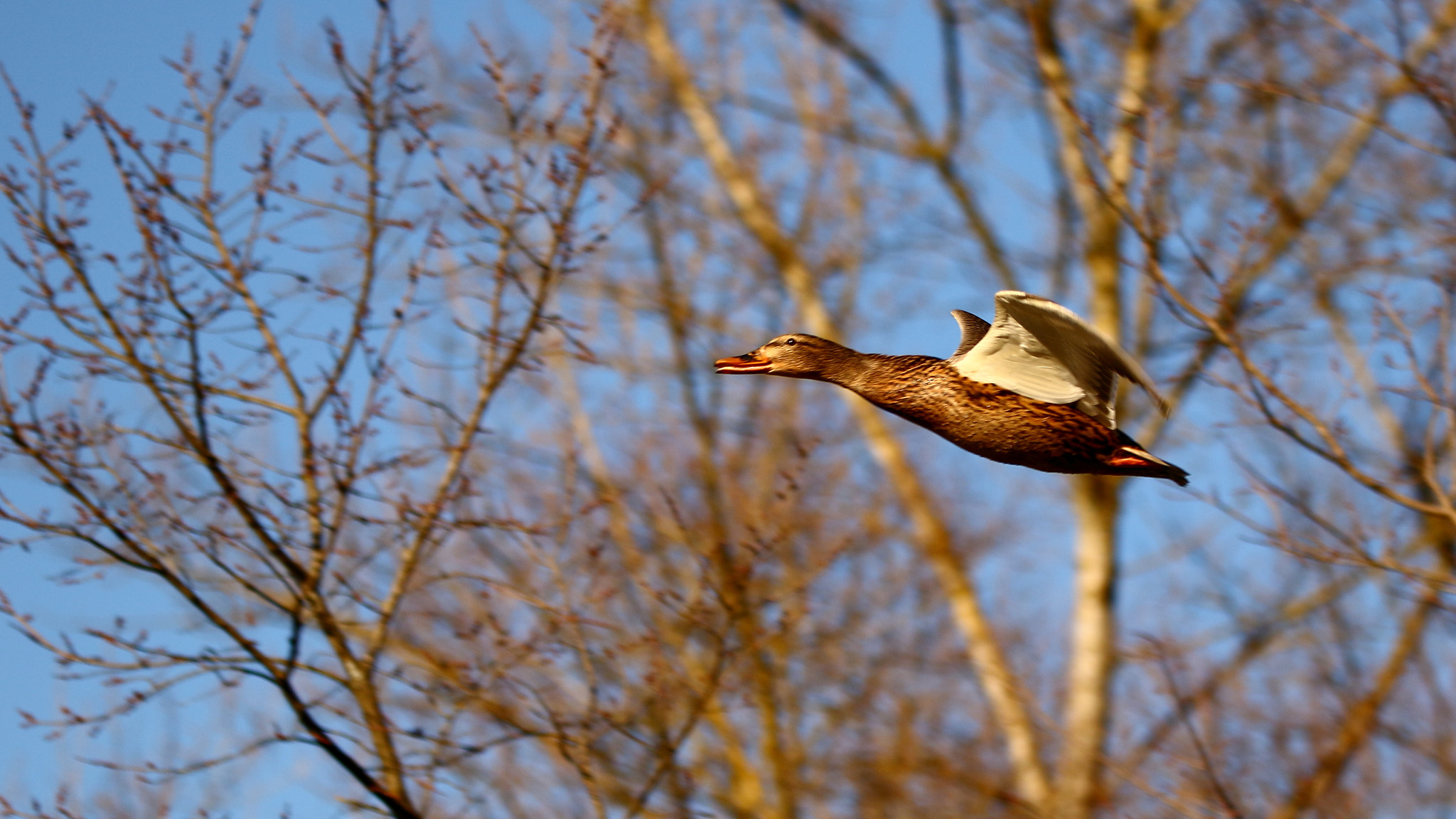 Sigma 150-600mm F5-6.3 DG OS HSM | C sample photo. Col vert photography