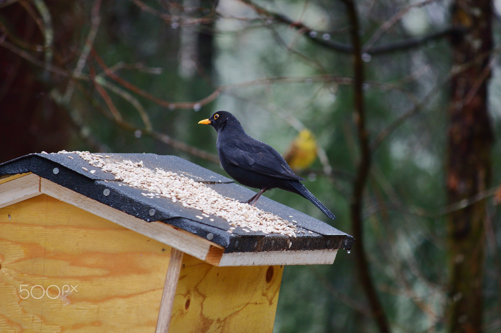 Canon EF-S 55-250mm F4-5.6 IS sample photo. Blackbird photography