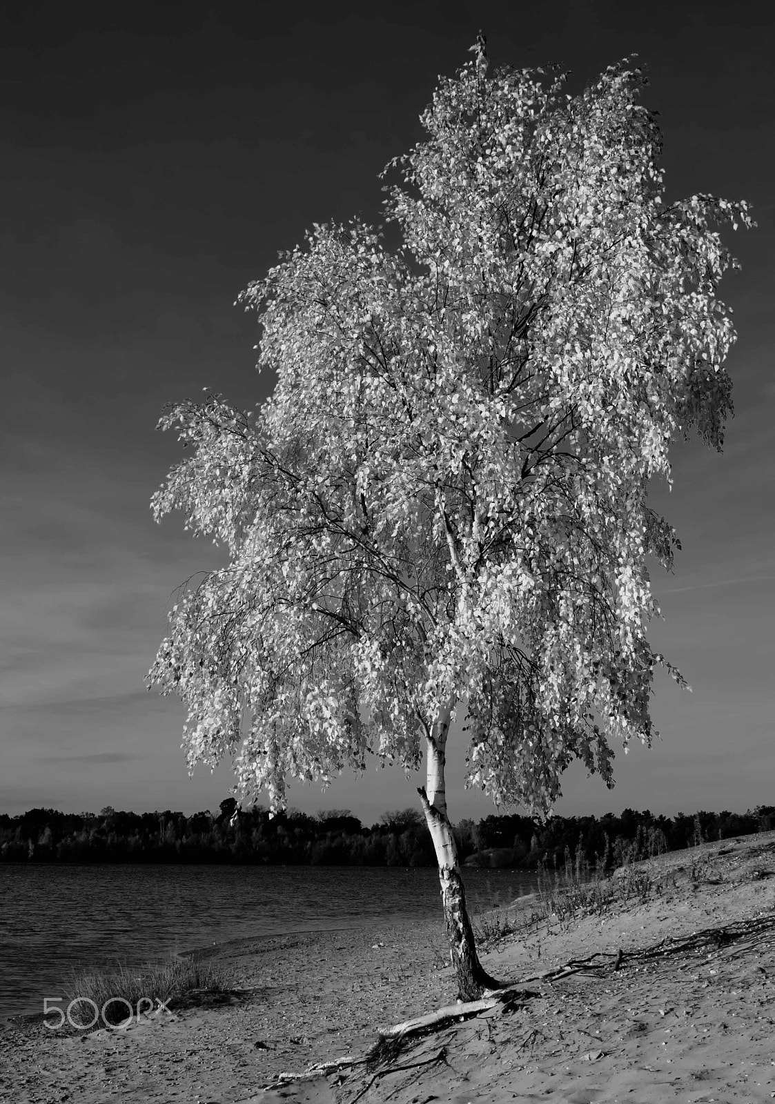 Nikon D7000 sample photo. Lone tree photography