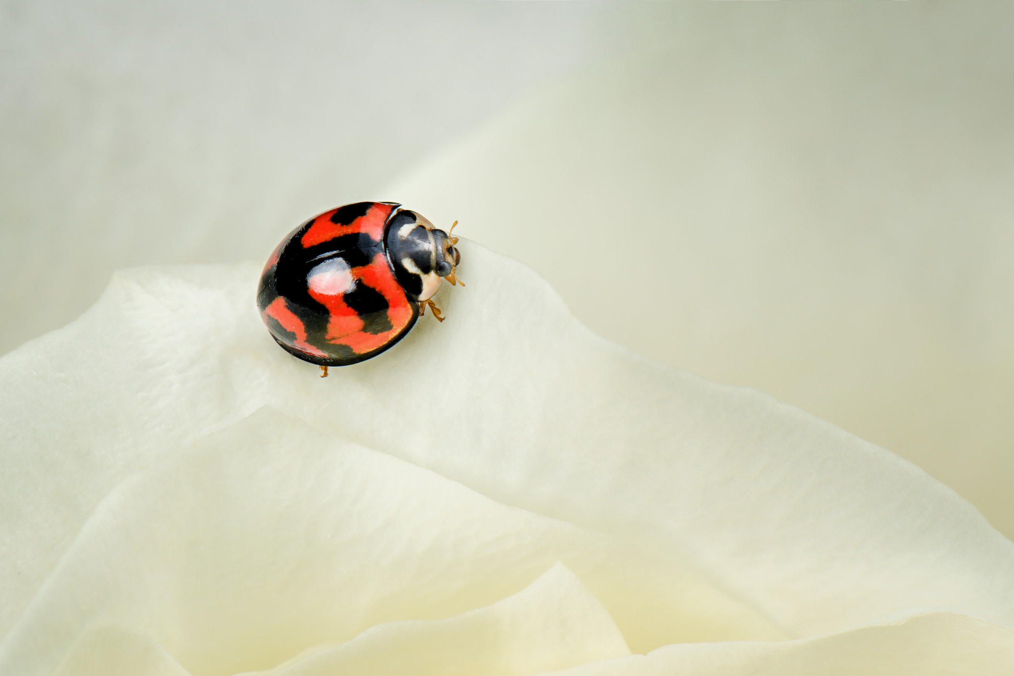 Nikon AF-S Micro-Nikkor 105mm F2.8G IF-ED VR sample photo. Ladybug photography