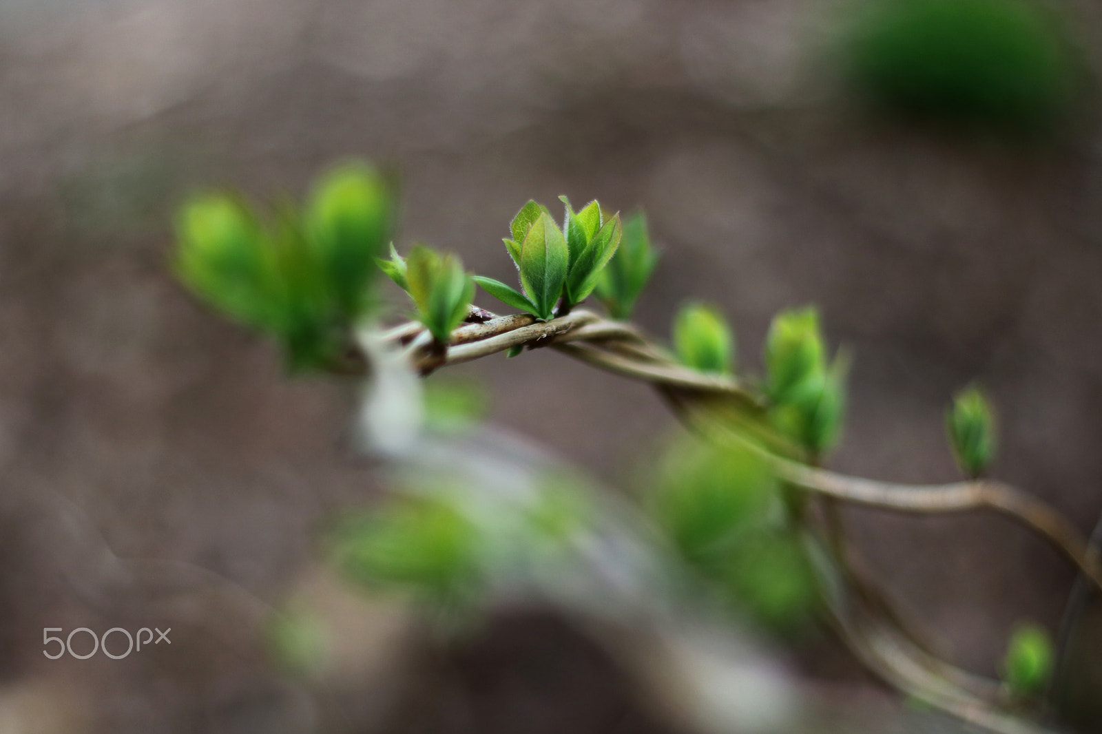 Canon EOS 750D (EOS Rebel T6i / EOS Kiss X8i) + Canon EF 50mm F1.8 II sample photo. First green of the year photography