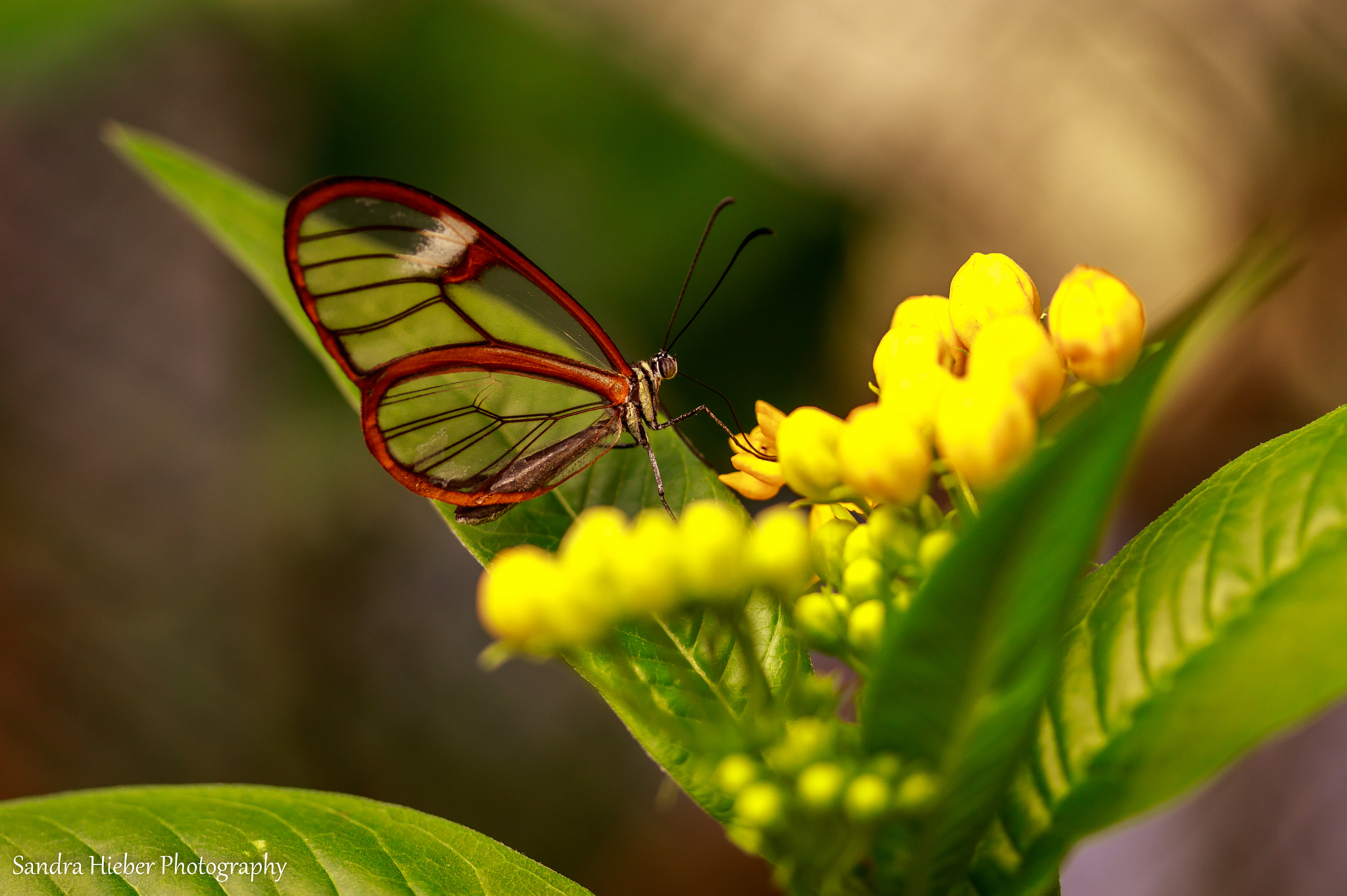 Canon EF-S 60mm F2.8 Macro USM sample photo. Glasflügler (greta oto) photography