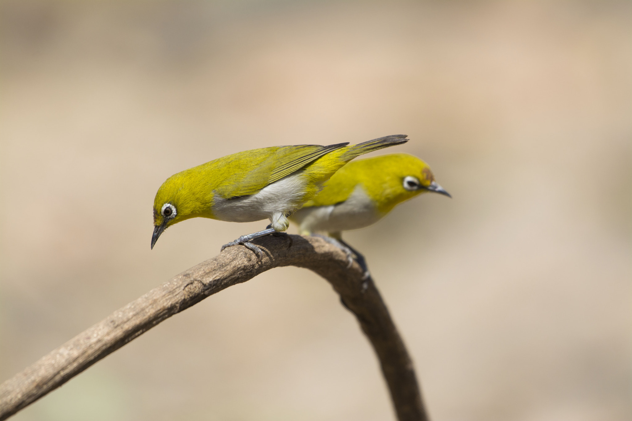 Nikon AF-S Nikkor 200-500mm F5.6E ED VR sample photo. Oriental white eye photography