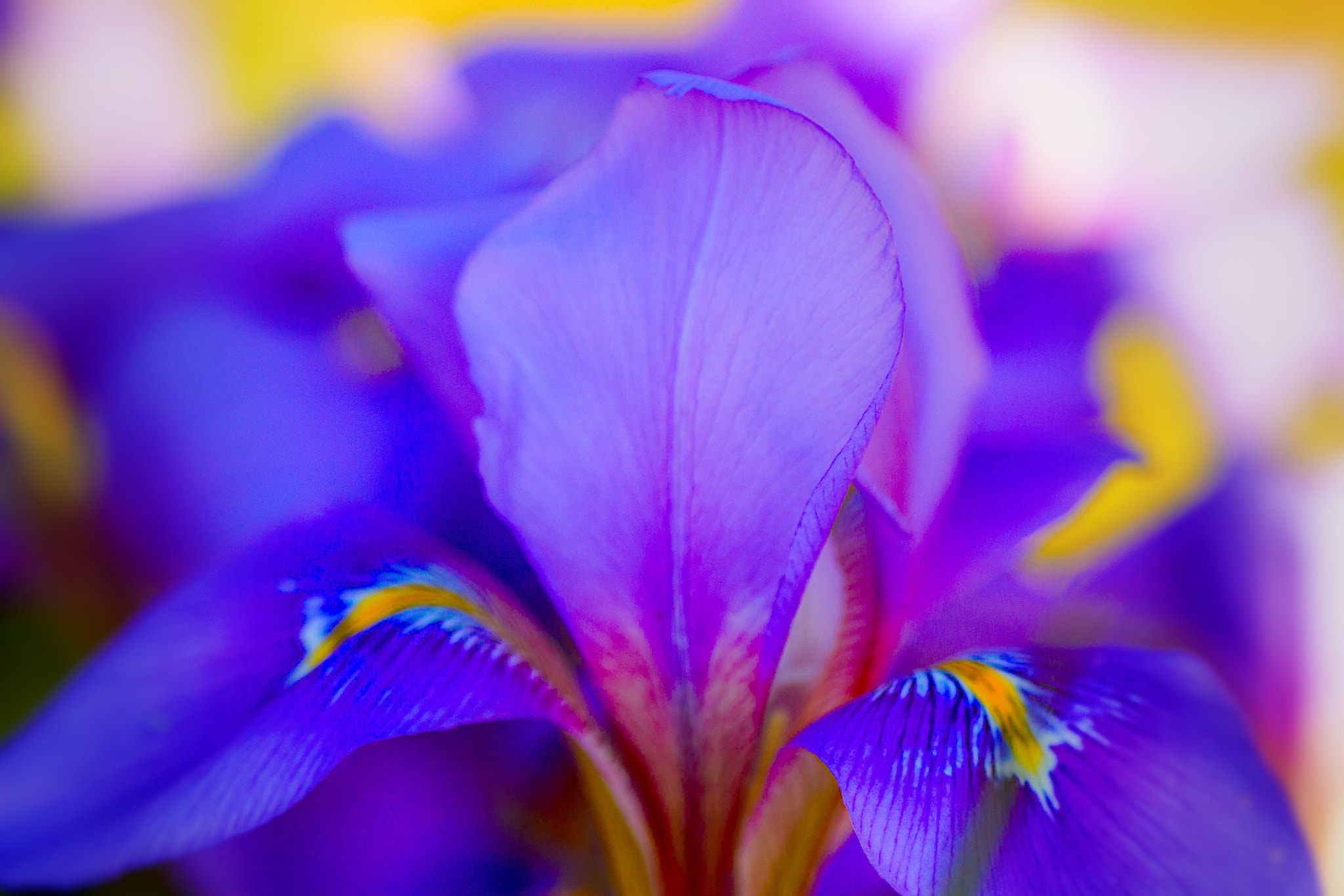 Canon EF 100mm F2.8 Macro USM sample photo