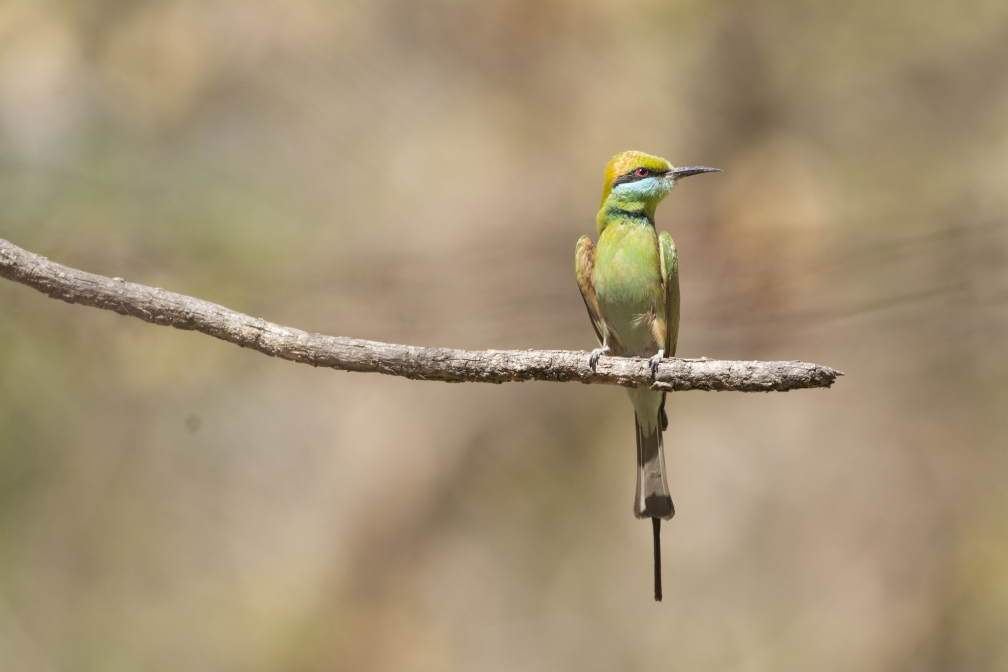 Nikon AF-S Nikkor 200-500mm F5.6E ED VR sample photo. Green bee eater photography